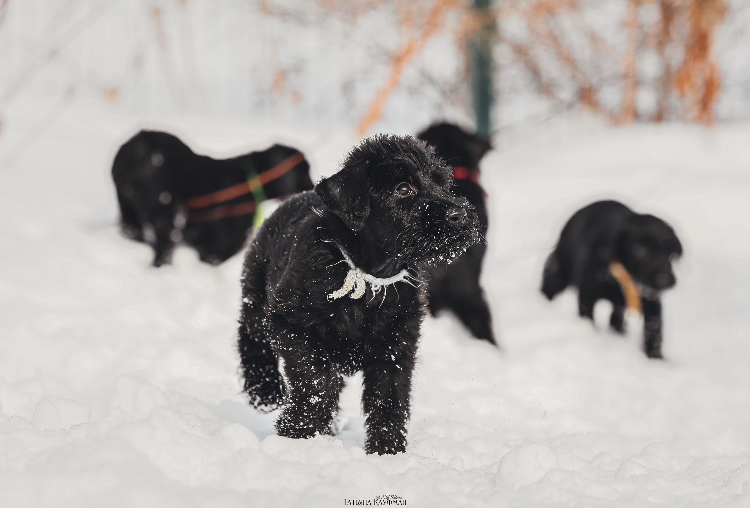 Ризеншнауцер, щенки ризеншнауцера, купить ризеншнауцера, купить щенка, ризеншнауцер Новосибирск, фотосъемка щенков, фотосессия собак, заказать фотосессию, фотографии щенков, сфотографировать щенка, фотограф Анималист, фотограф собак Новосибирск, фотограф анималист Новосибирск