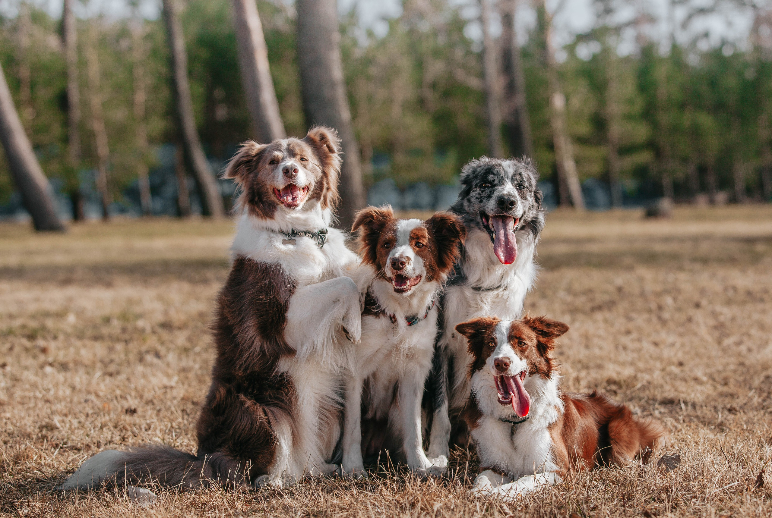 Бордюха, Лора, Берта, Мета. Главная