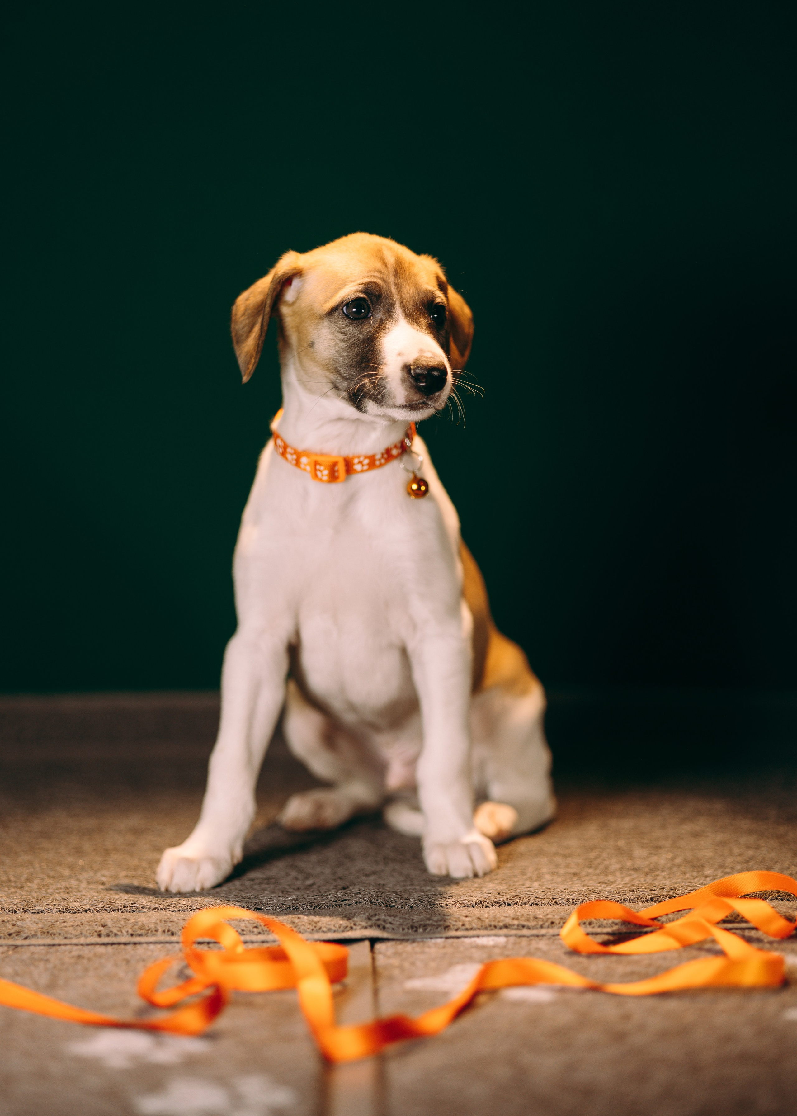 Щенки SL. Анна Самохина. Фотограф. Москва