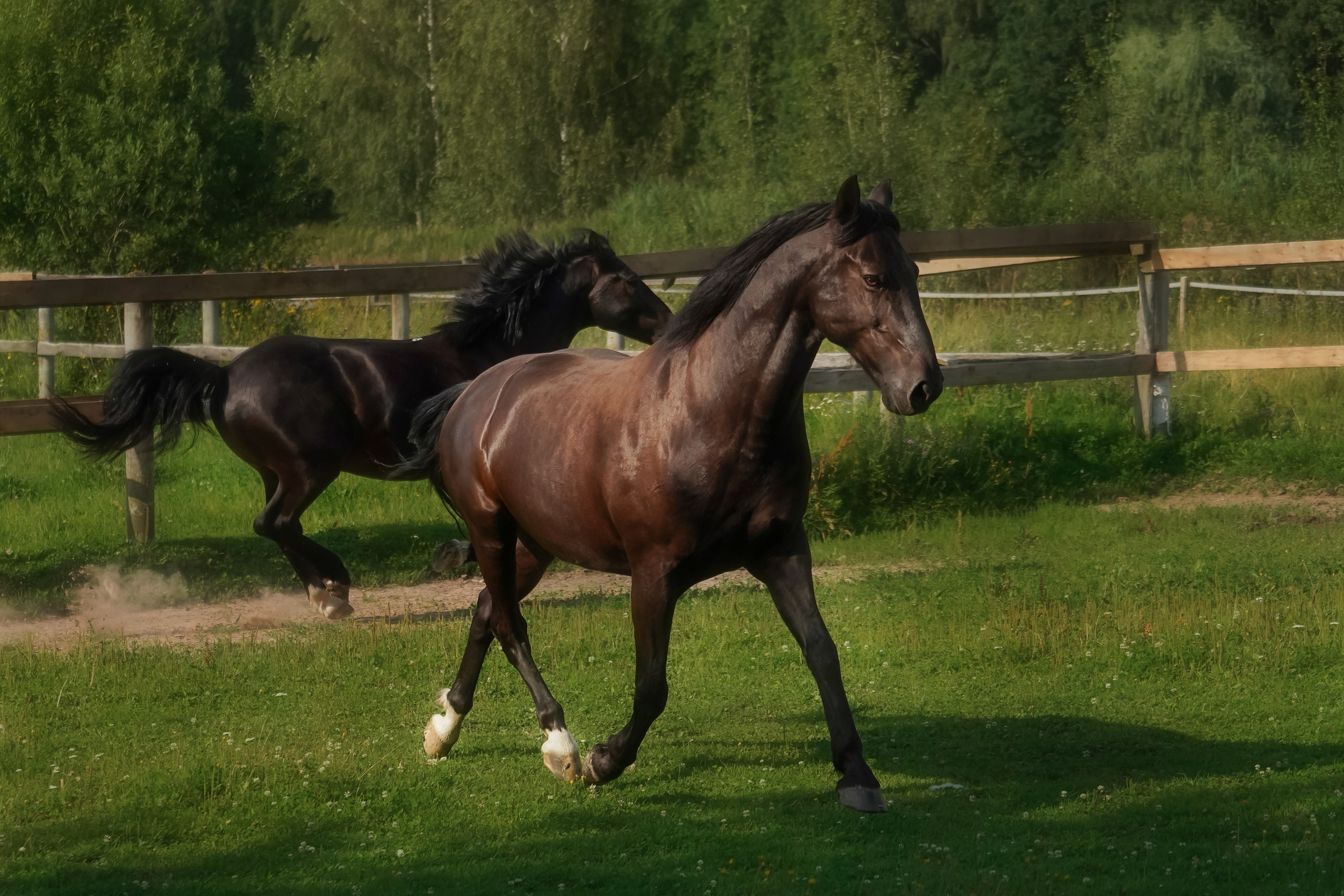 КСК Славино. Фотограф-анималист, портретный фотограф в Чебоксарах Мария Садыкова