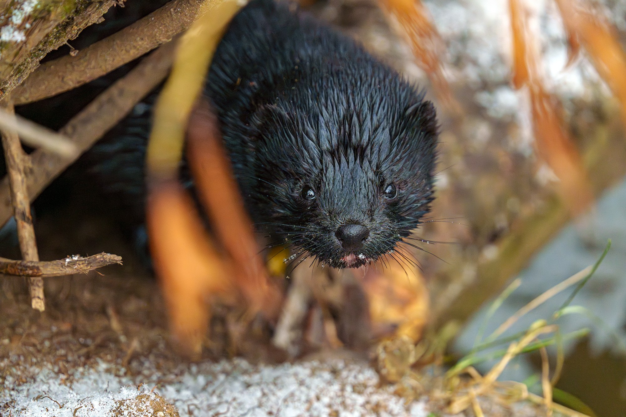 Животные. Ваш личный фотограф Марина Волкова
