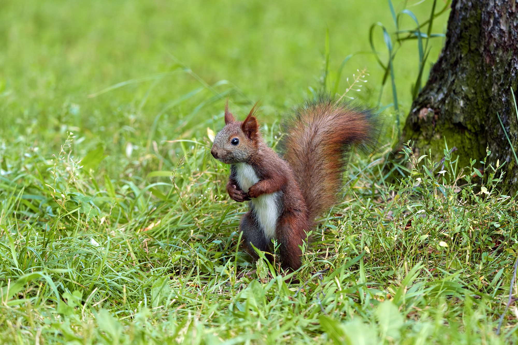 Животные. Ваш личный фотограф Марина Волкова