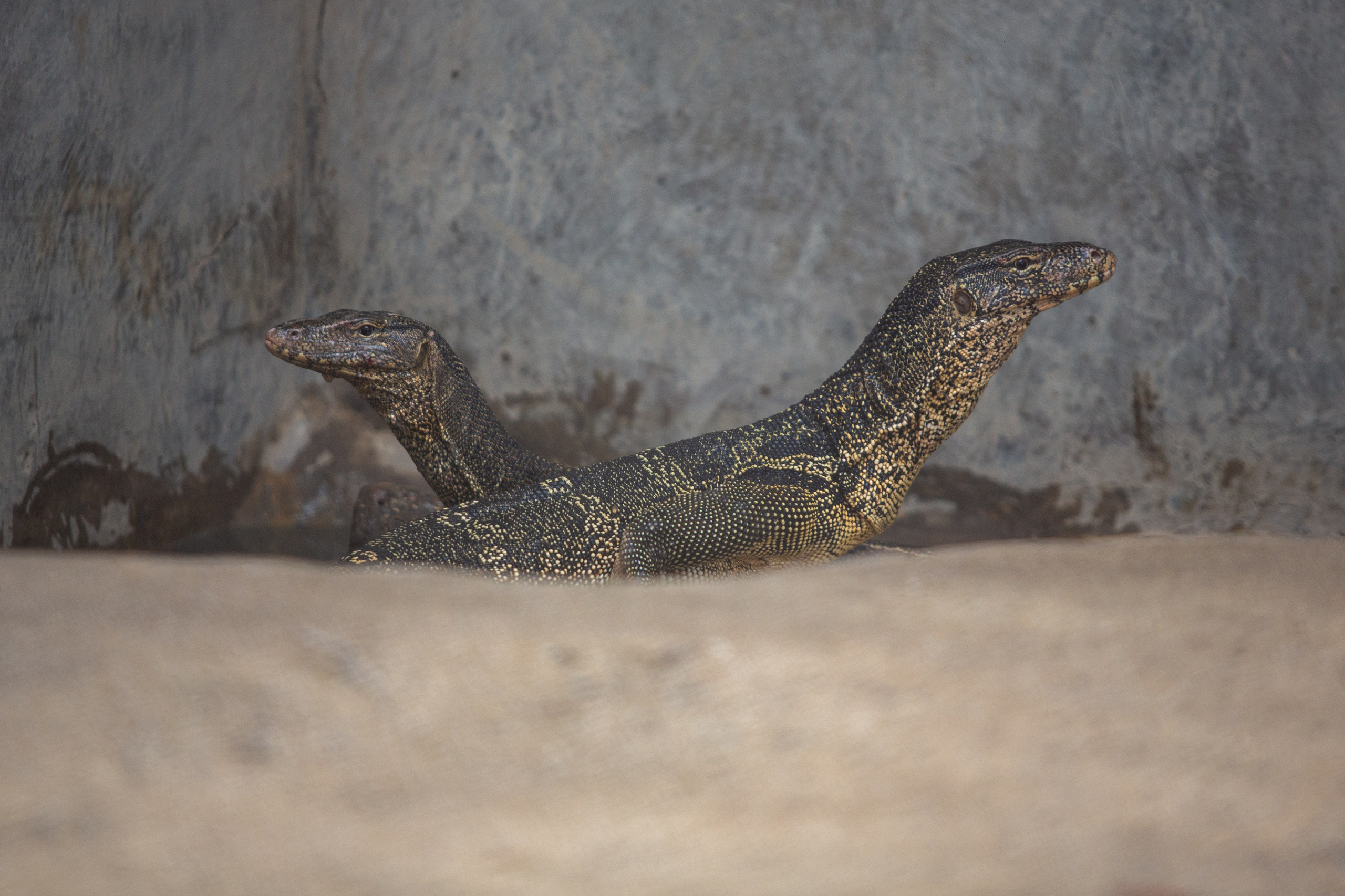 Samut Prakan Crocodile Farm & Zoo. Photographer Sonkina Tatiana (Tanya Ash)