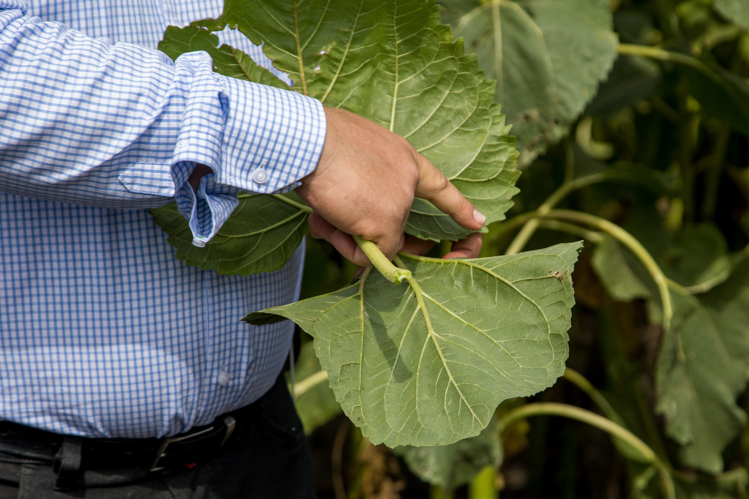 Решения для сельского хозяйства BASF 16.08.2022. Владислав Волков | Фотография и видеосъемка в Воронеже