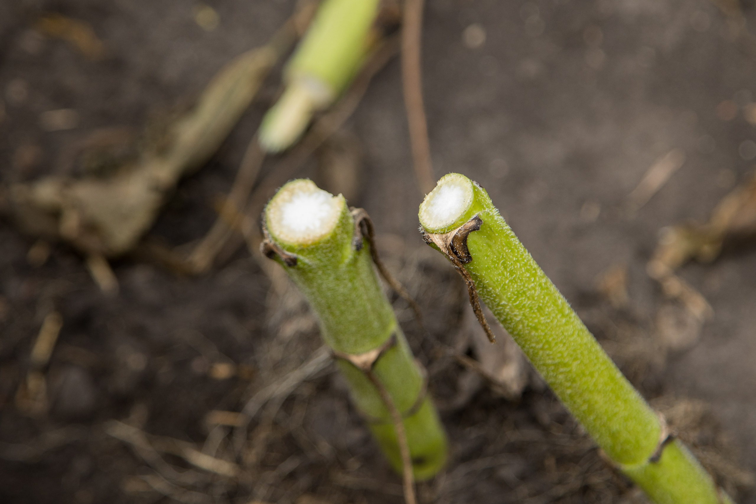 Решения для сельского хозяйства BASF 16.08.2022. Владислав Волков | Фотография и видеосъемка в Воронеже