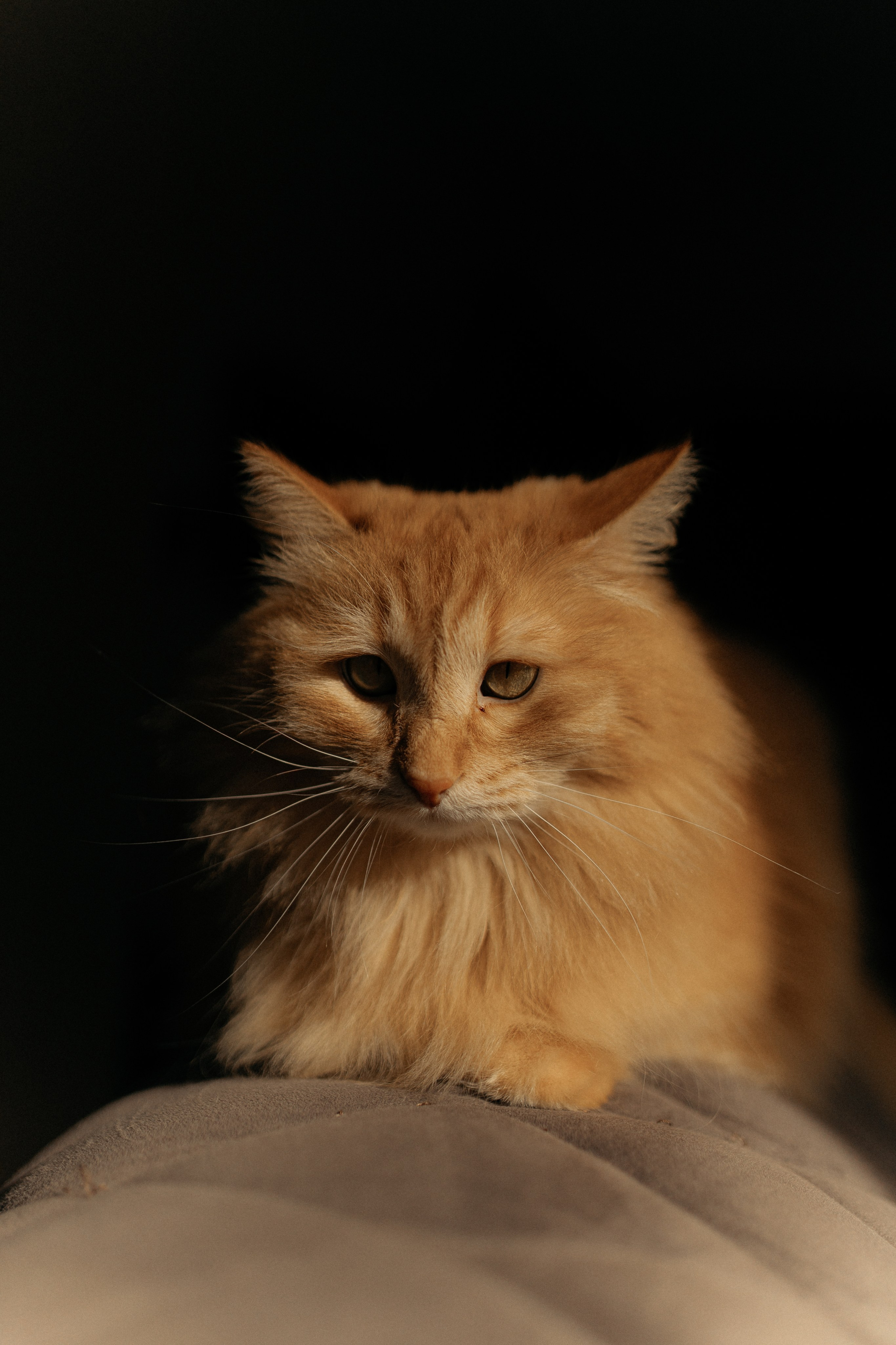 Алиса. DARYA.BELKINA