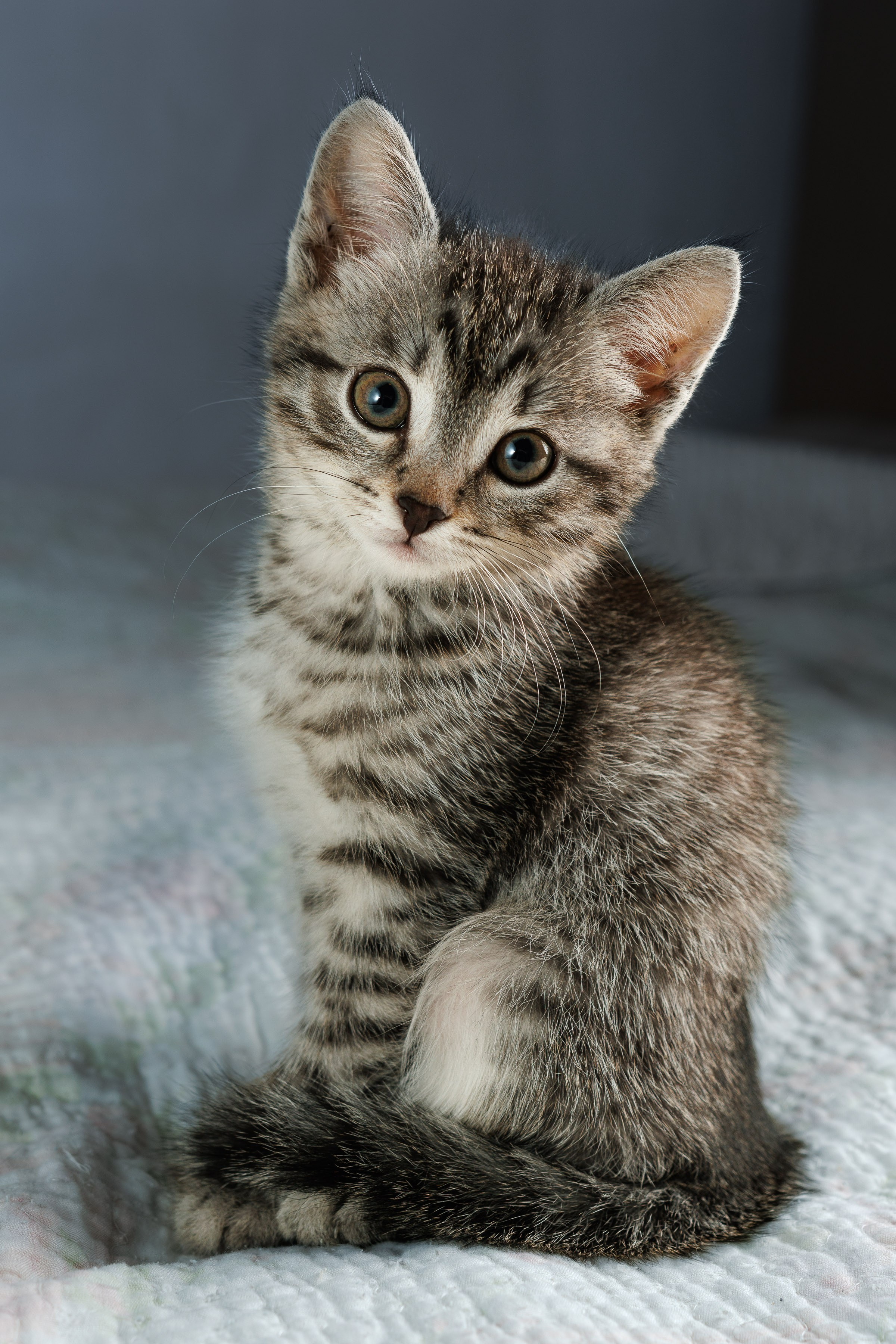 Портреты ваших питомцев. Коммерческий, рекламный фотограф в Уфе Сергей Крайкин