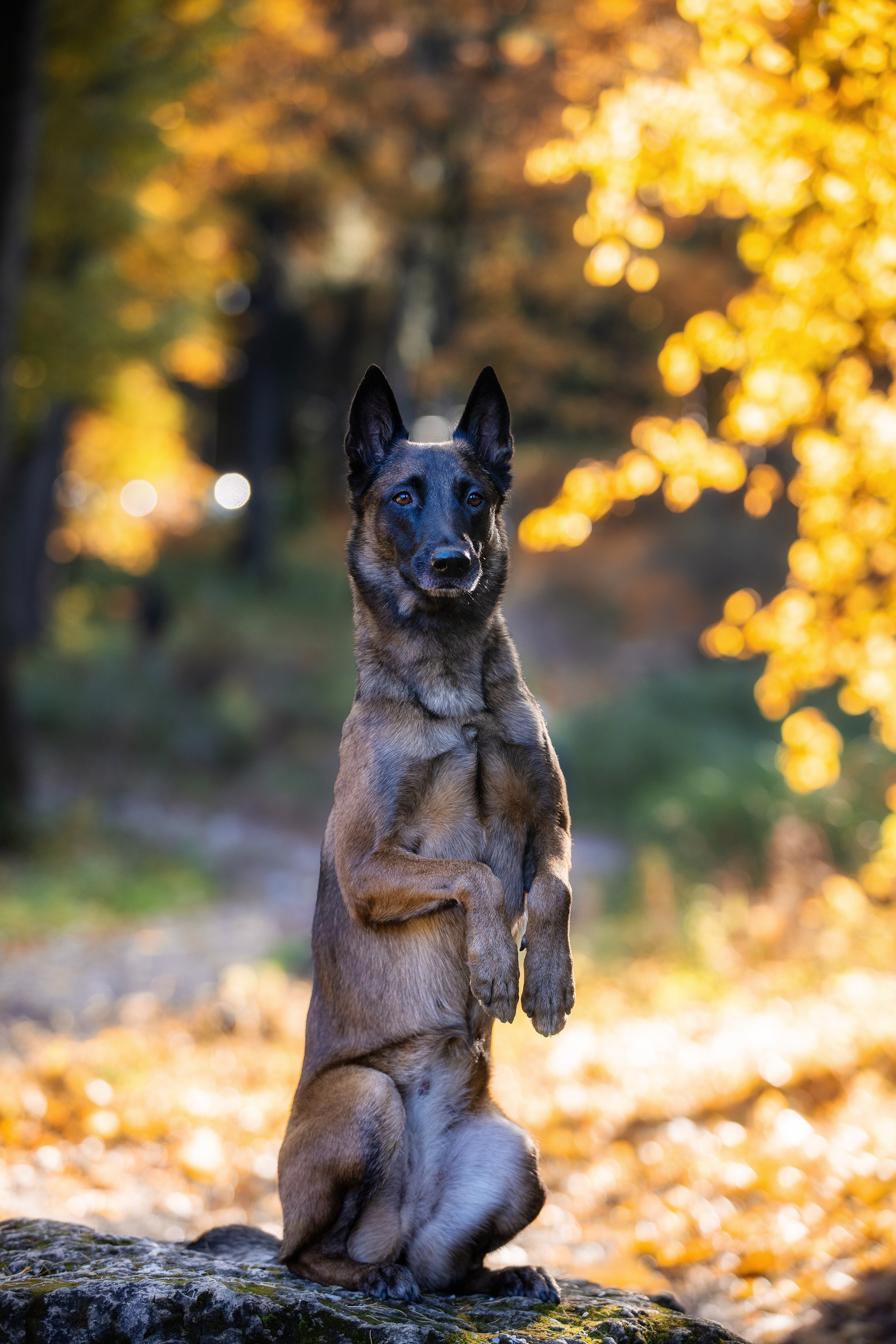 Собаки и не только. Фотограф Алена Звездина