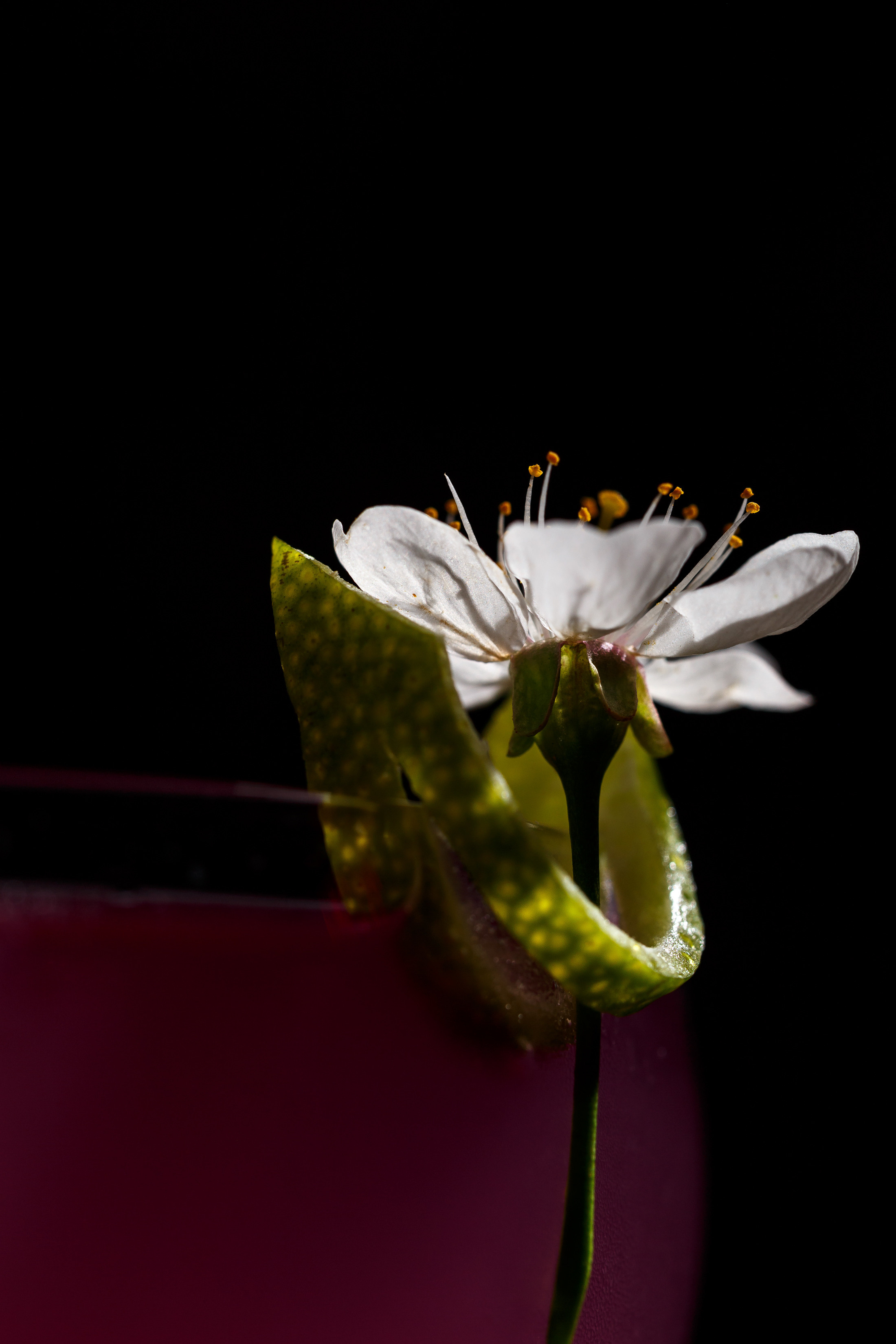 Food. Commercial product and food photographer, retoucher Belgrade, Serbia