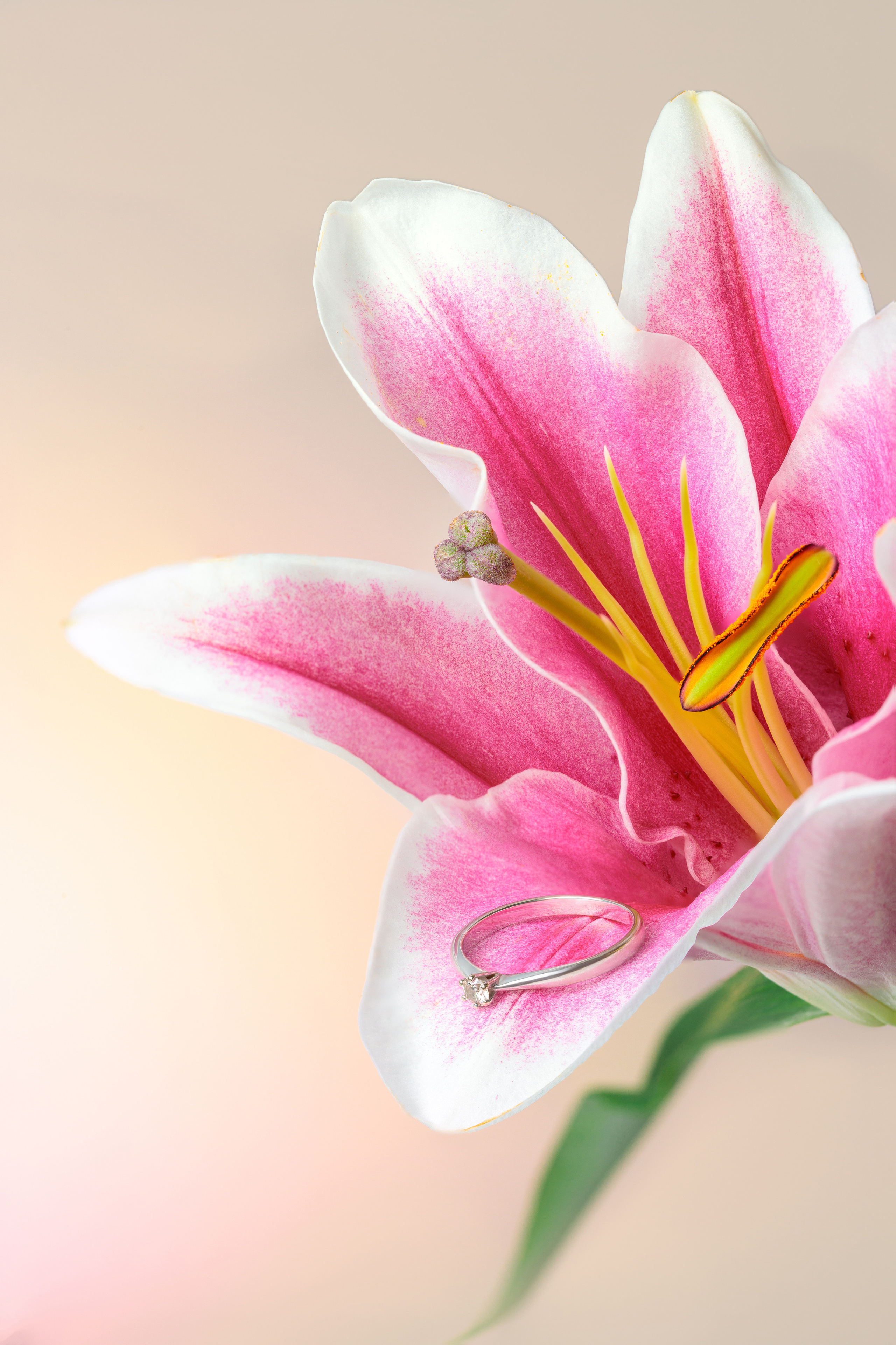 Product. Commercial product and food photographer, retoucher Belgrade, Serbia