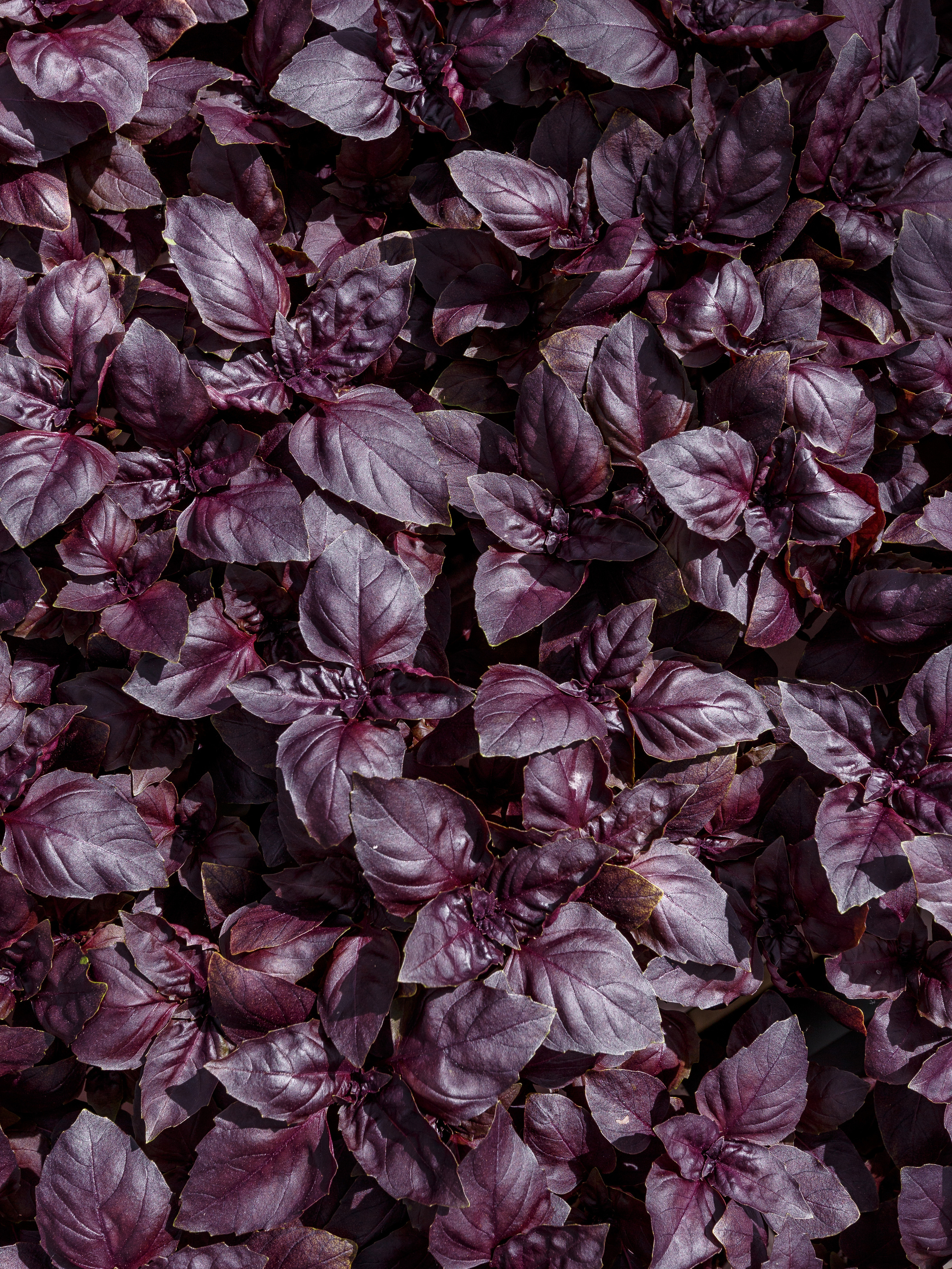 Food. Commercial product and food photographer, retoucher Belgrade, Serbia