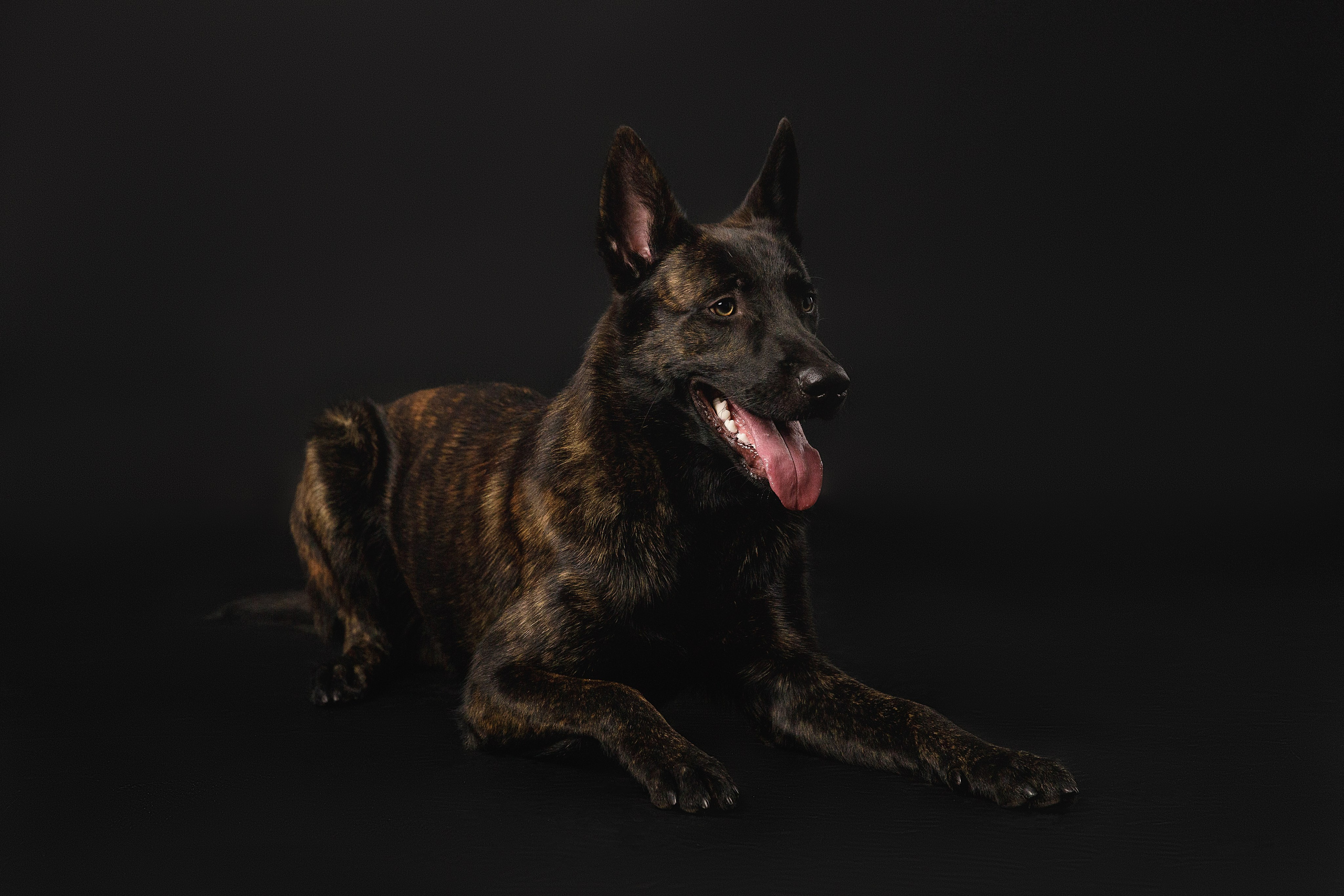 Студия. Фотограф-анималист в Калуге Мария Шерскова