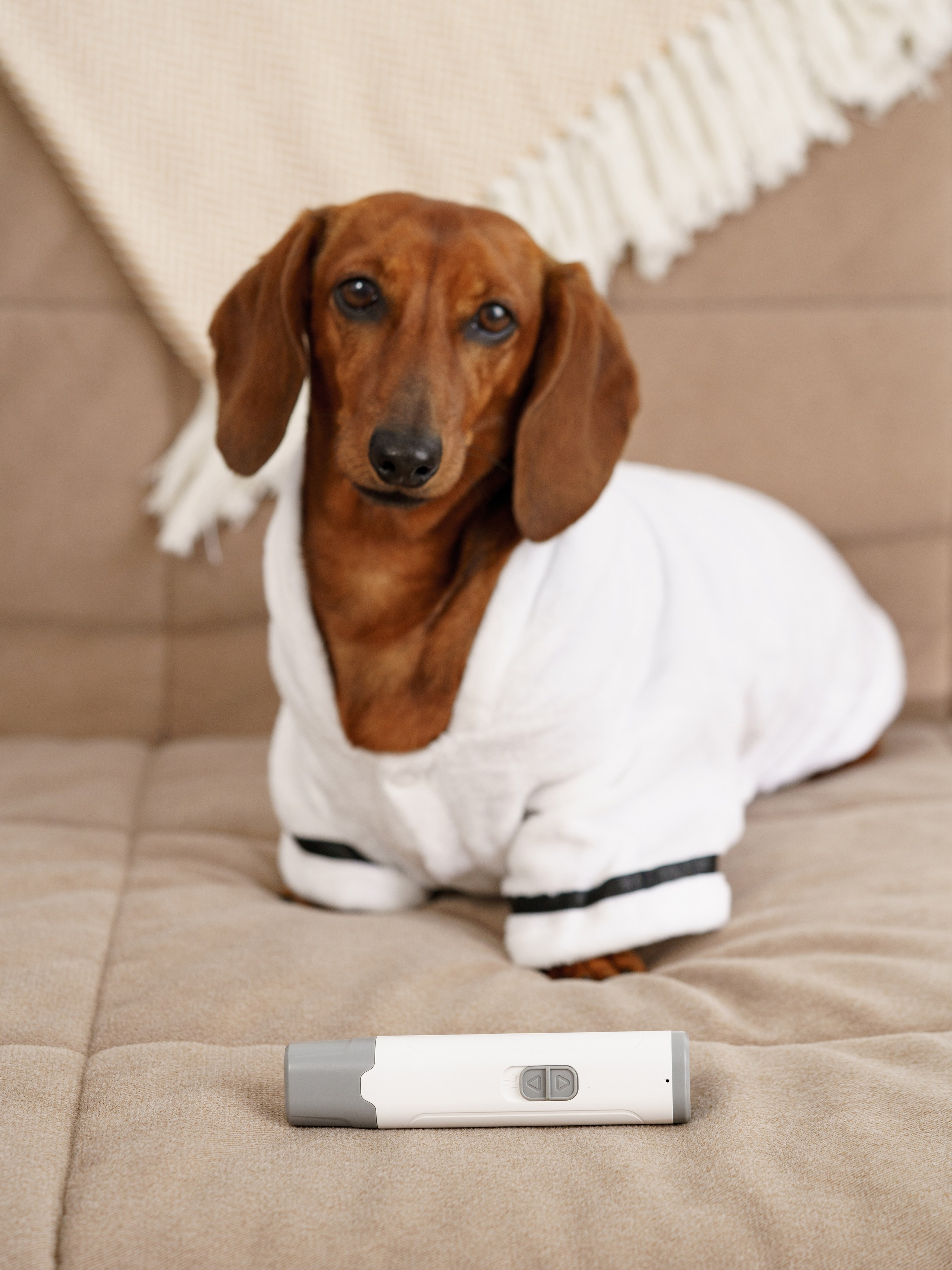 Съемки с животными. КЕД Студия-контент агентство полного цикла СПБ. Создаём фото, видео и контент, который помогает брендам и селлерам продавать больше