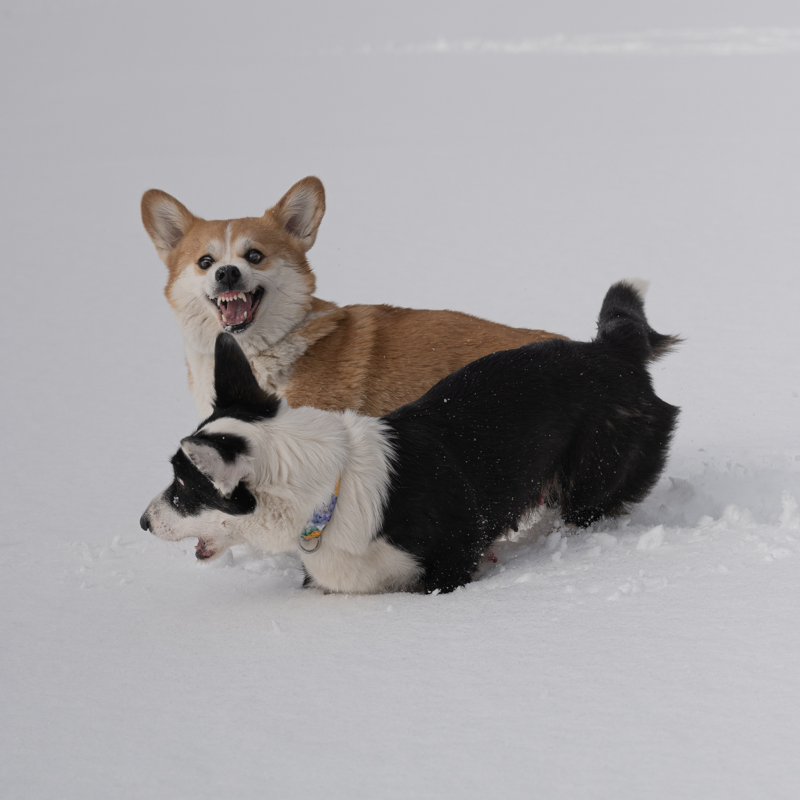 Вы и ваши питомцы. Фотограф в Санкт-Петербурге Александра Ладыгина