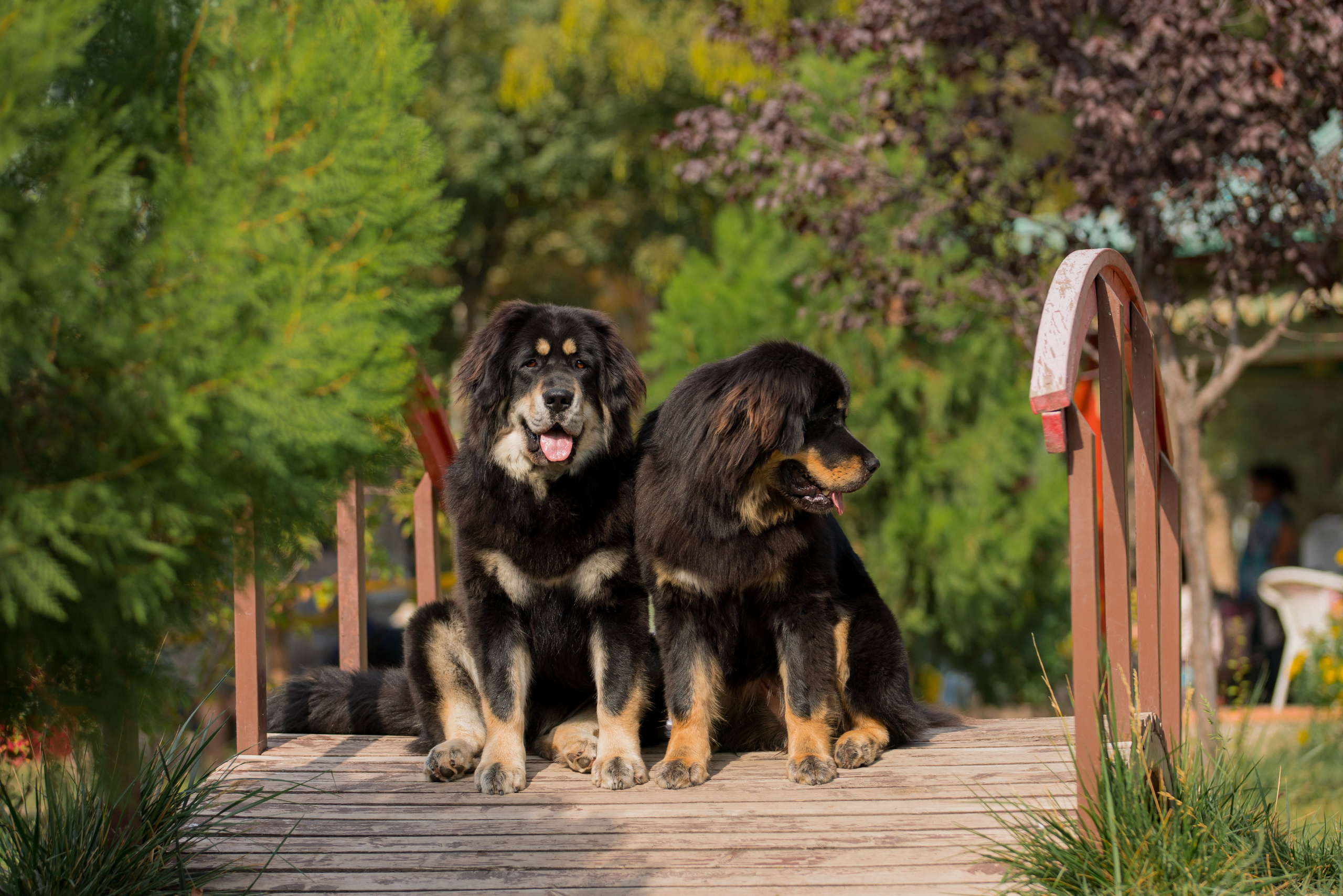 Ташкент 6-8.10.2023 + Алматы 14-15.10.2023. Фотограф-анималист Юлия Германика
