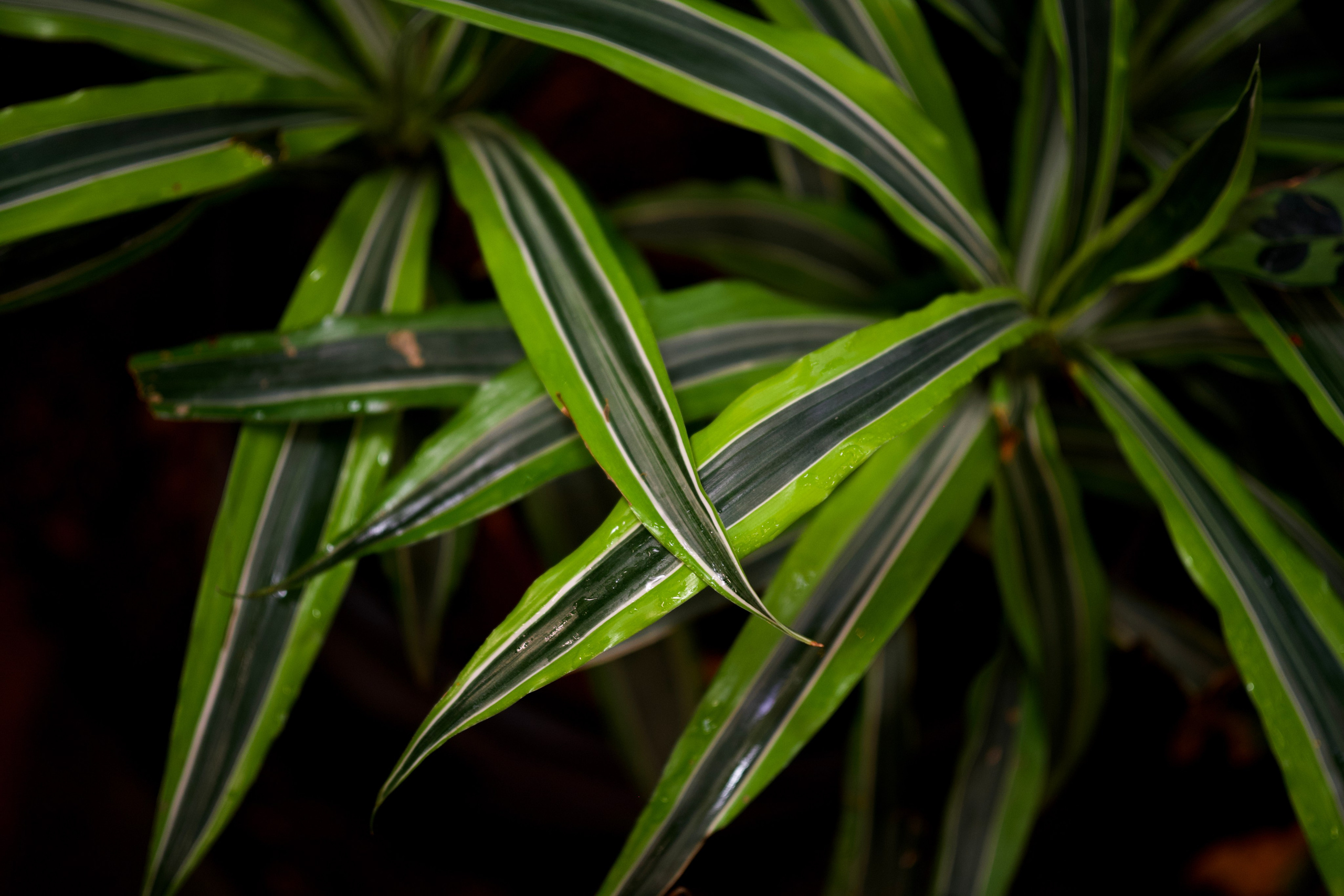 Аптекарский огород. Фотограф-любитель из Кирова Андрей Погребняк