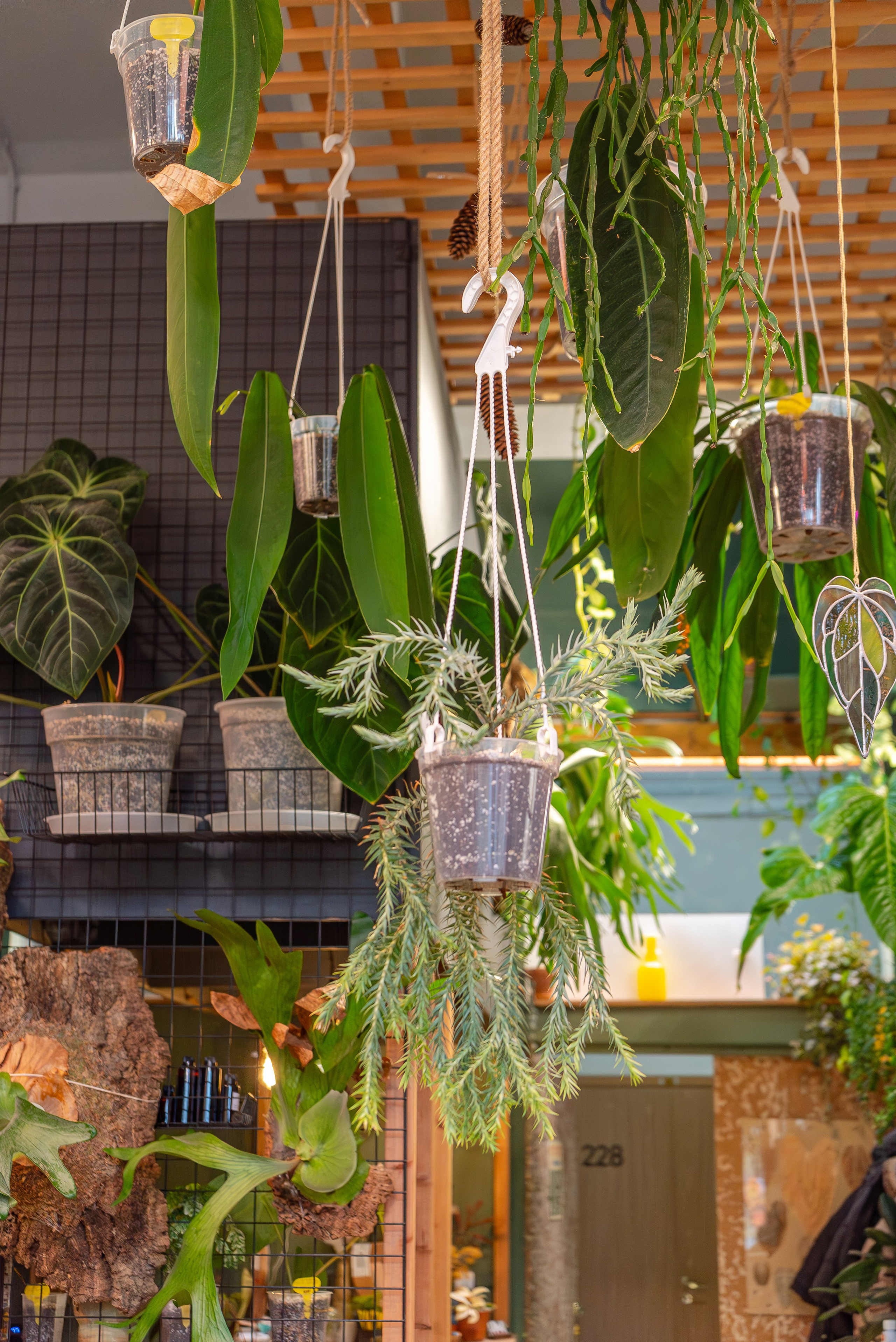 Make more plants. Александра Куликова фотограф, Москва
