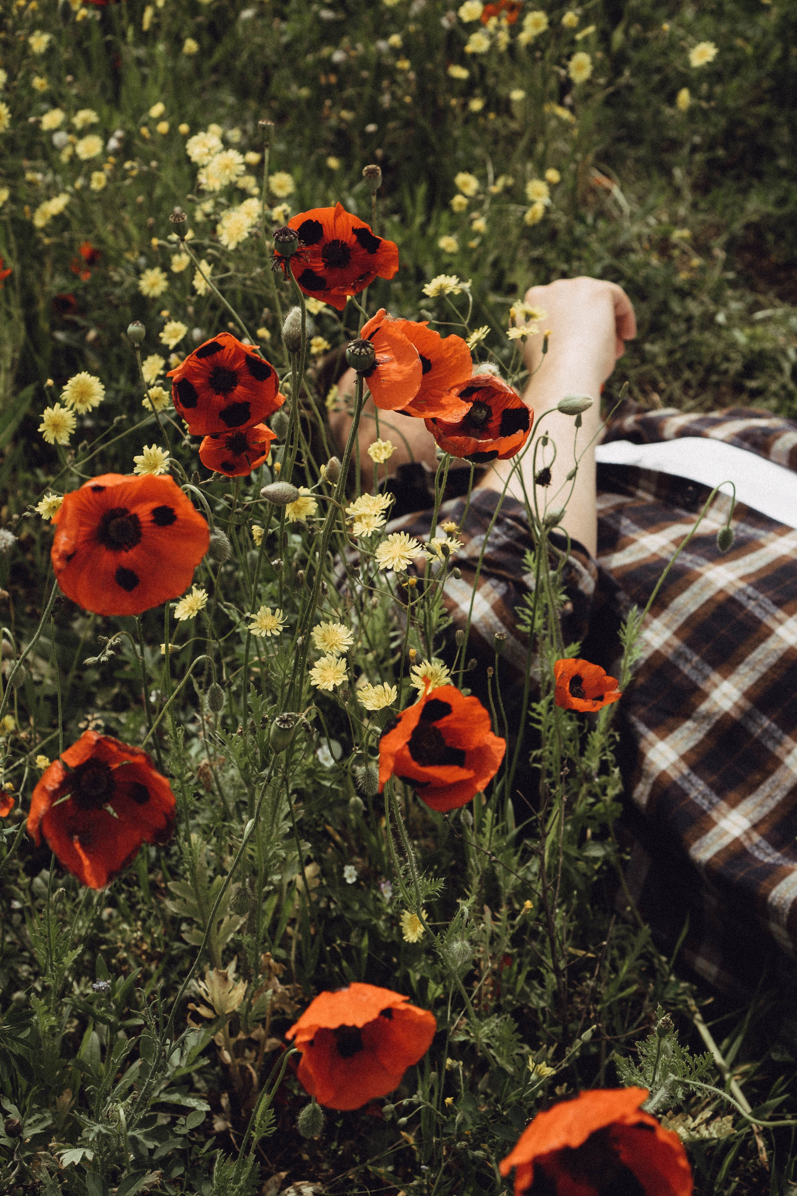 Маки. Профессиональный фотограф, Санкт-Петербург — Виктория Богомолова