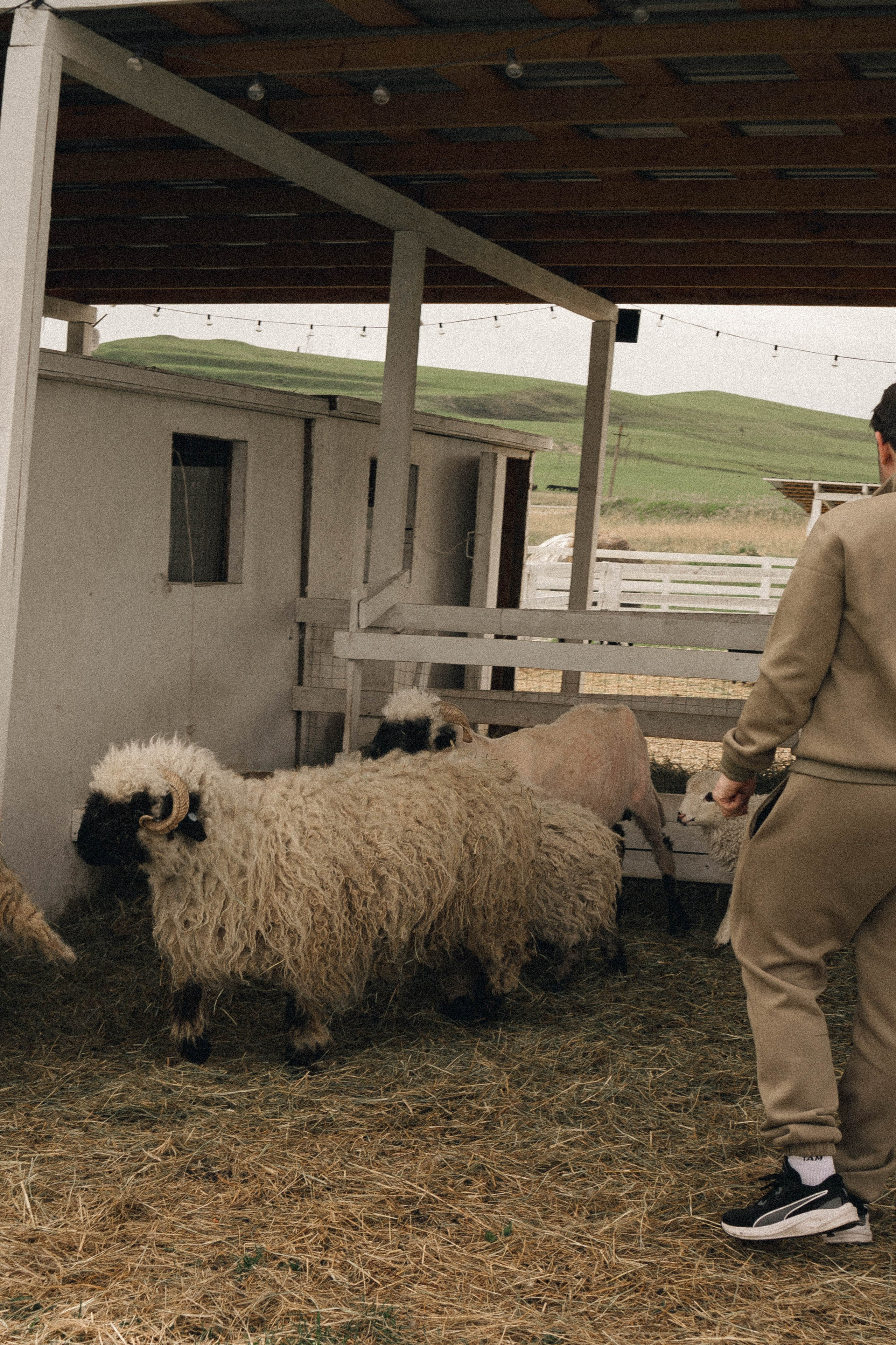 Ферма Альпак. Профессиональный фотограф, Санкт-Петербург — Виктория Богомолова