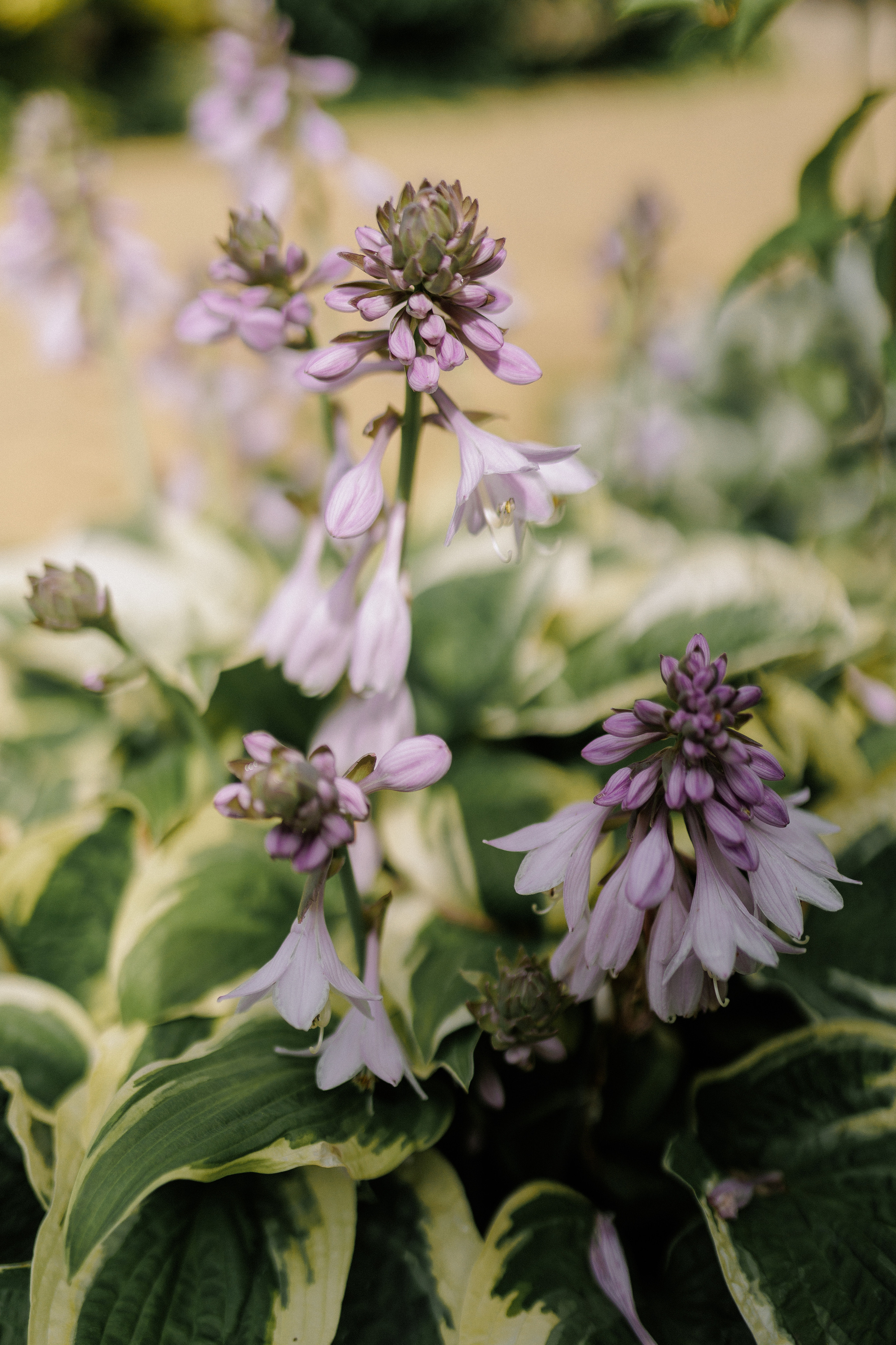 Александр и Алина 2023. Свадебный и семейный фотограф Москва Екатерина Верижникова