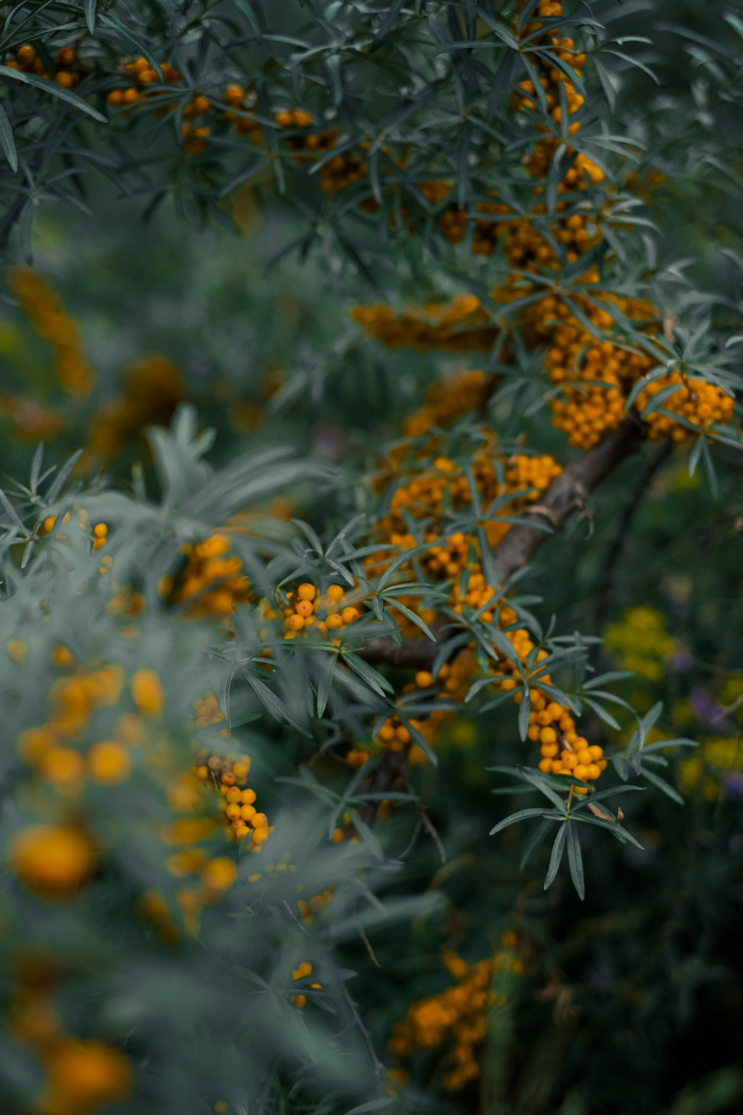 Аня. Фотограф Благовещенска Яна