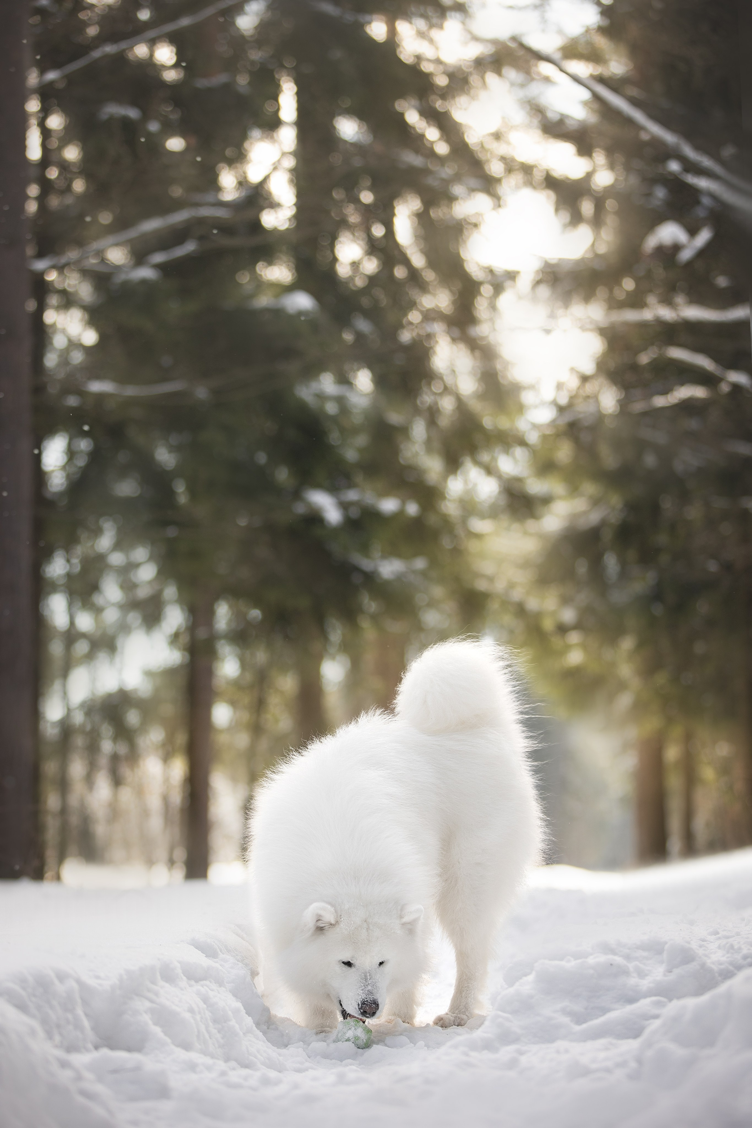 Дмитрий, Наталья и Панти. Фотограф анималист в Москве Майорова Евгения