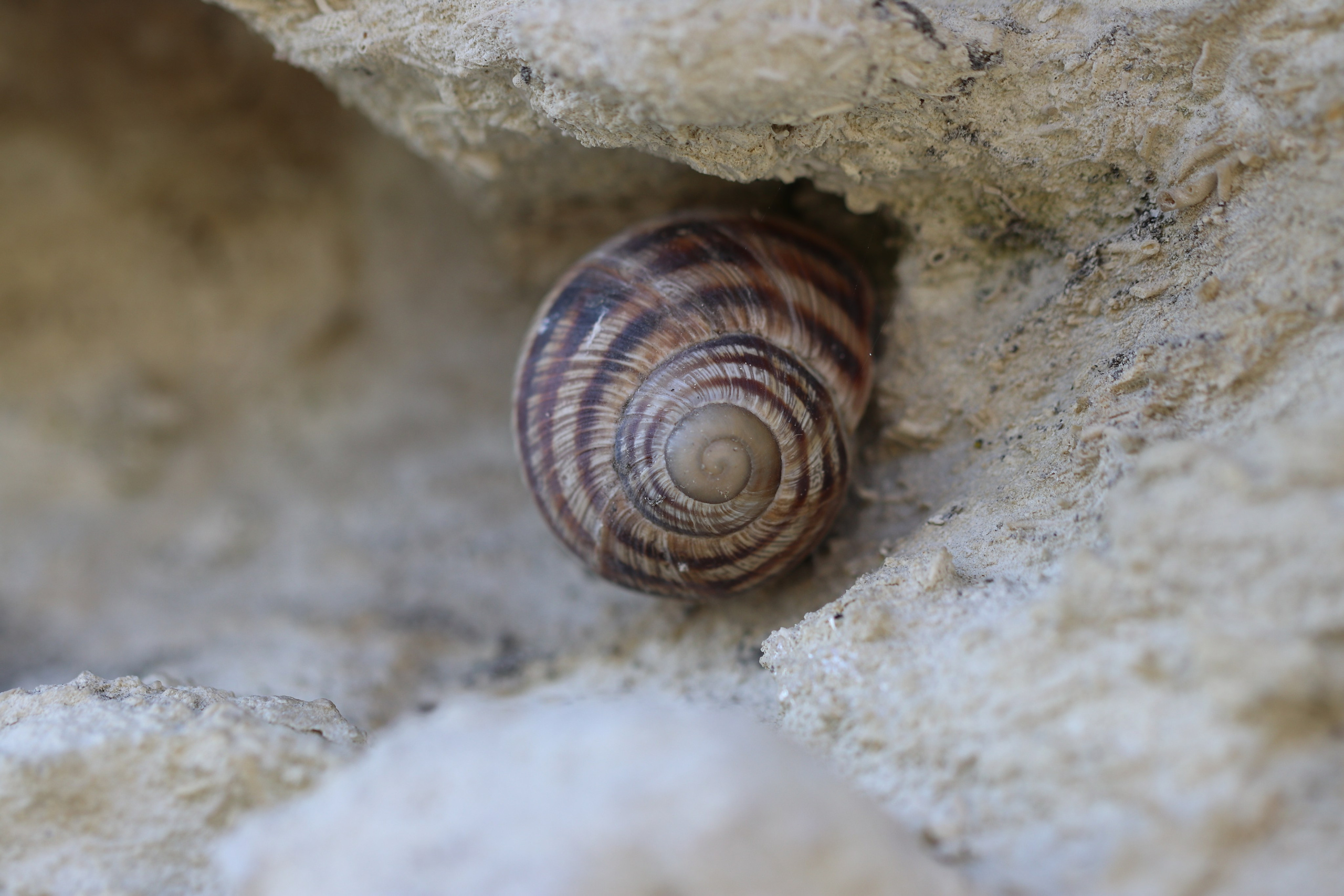 Крым. ЮБК (Бахчисарай, Кастрополь, Таракташская тропа). Май 2021. Путешественник-фотограф из Санкт-Петербурга Татьяна Свистулина