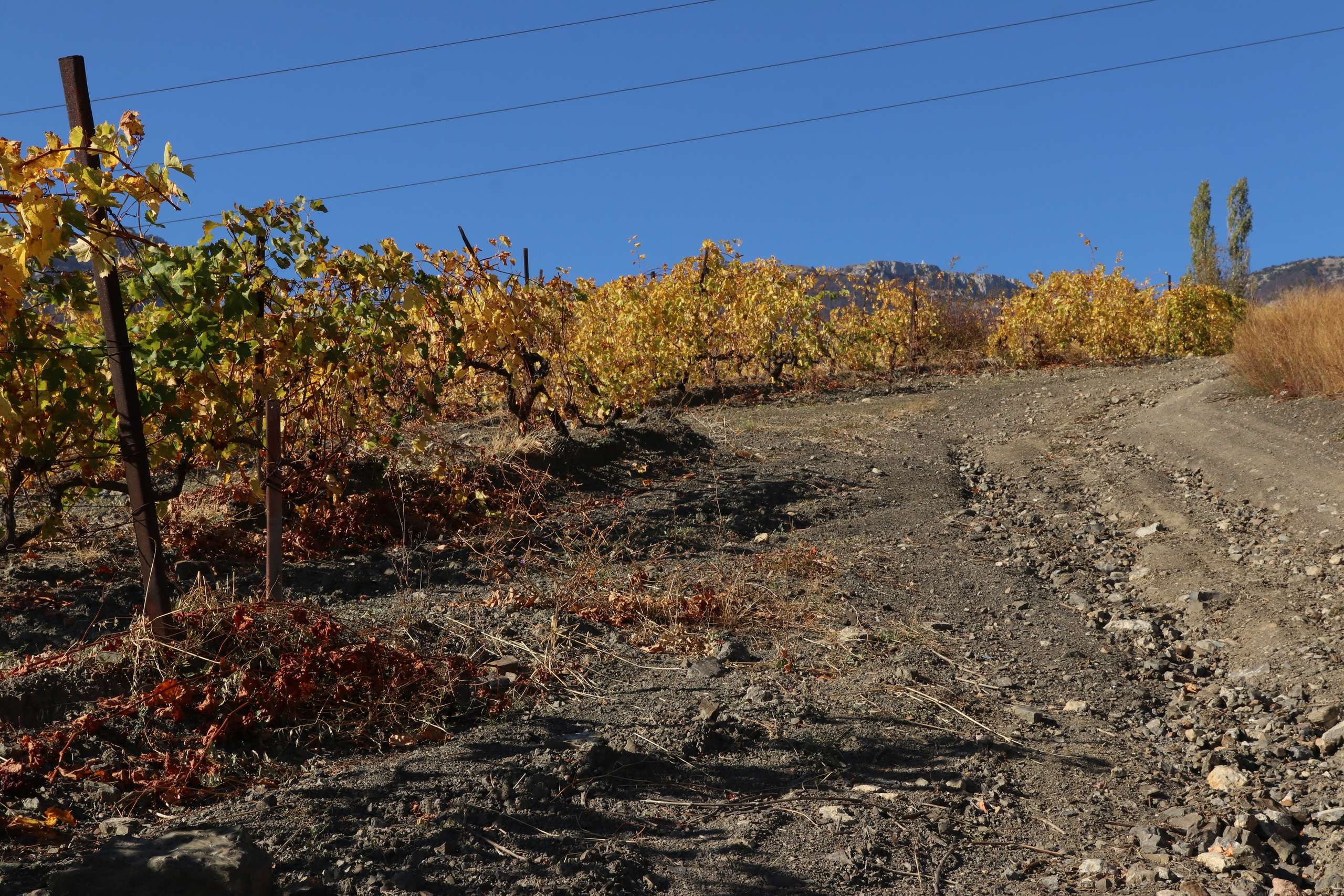 Крым. ЮБК (Гурзуф, Судак и их окрестности). Ноябрь 2023. Путешественник-фотограф из Санкт-Петербурга Татьяна Свистулина