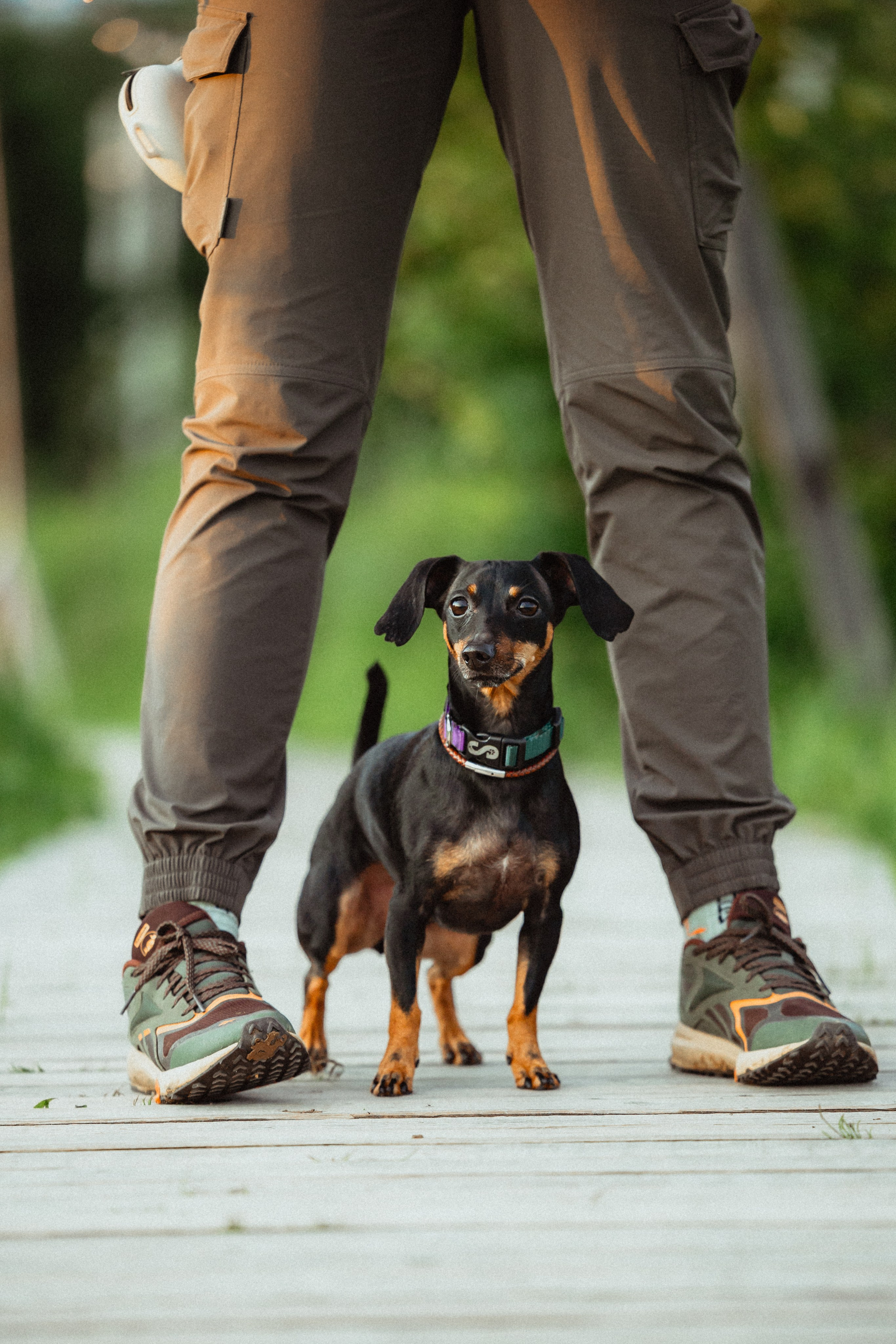 Выездной дог-тренинг от школы «Шерсть имею»