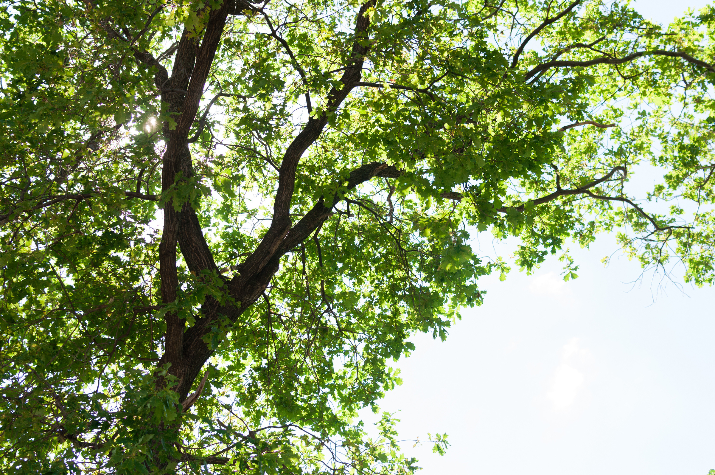 Wedding. Свадебный фотограф Волгоград Роман Брызгалин и Натали Никитина