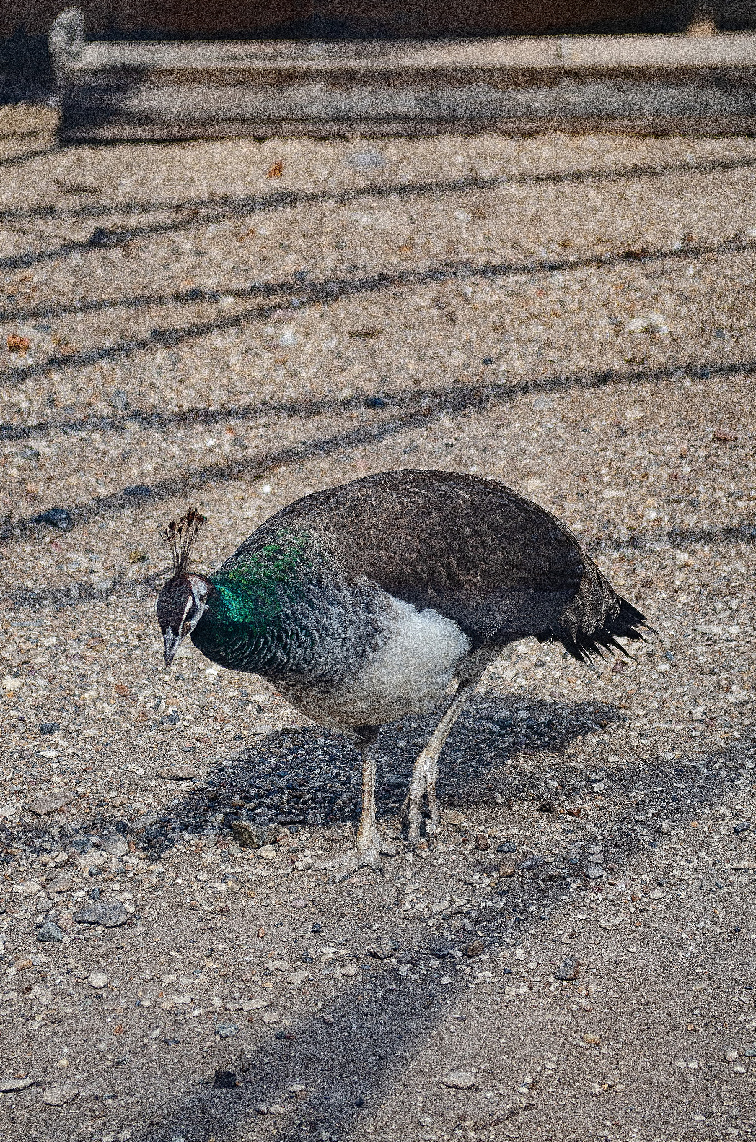 Птицы.Животные. Sreda fotoArt