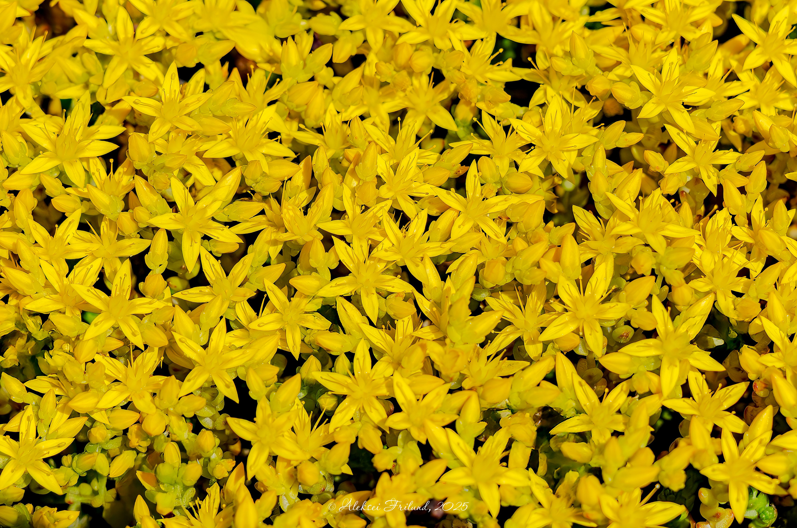 Природа Карелии. Аэросъемка. Фото и Видео в Карелии. Алексей Фрилунд