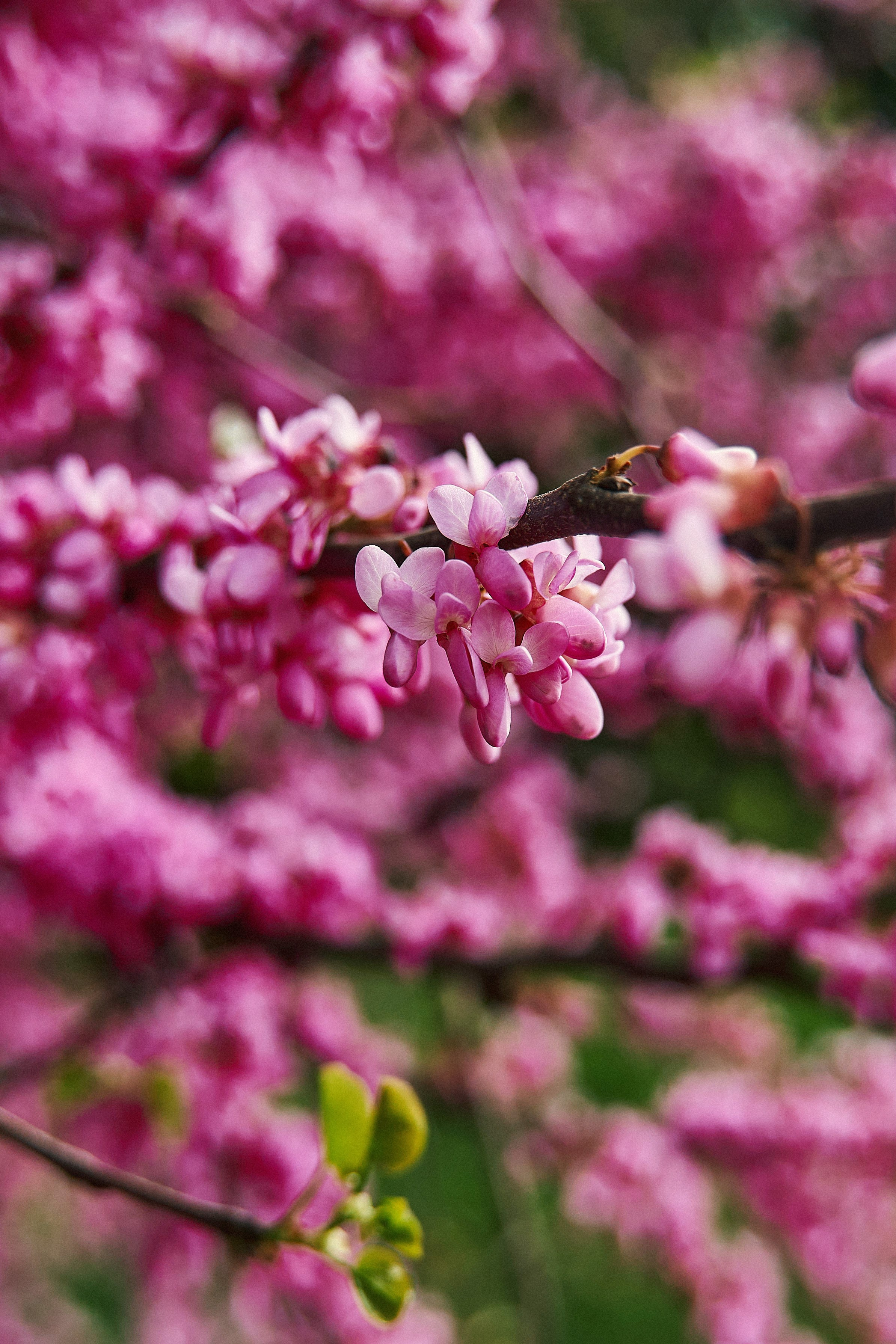 Фотосессия в Старой Гагре. Фотограф Абхазия|Цандрипш|Гагра|Сириус|Красная Поляна Артём Большаков