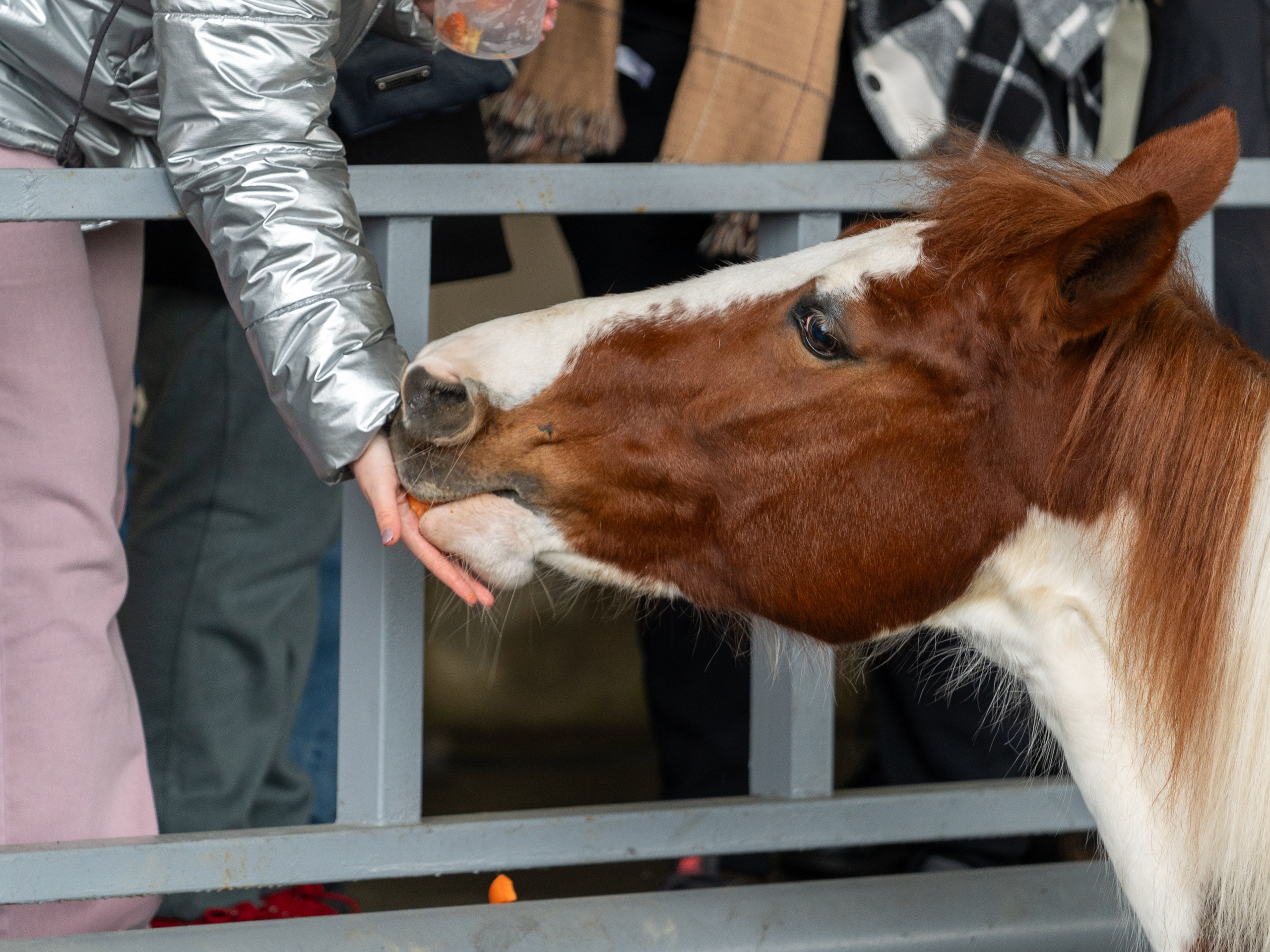 MICE мероприятие на ферме Экзархо. Репортажный фотограф в Красной Поляне и Сочи Павлюченко Екатерина