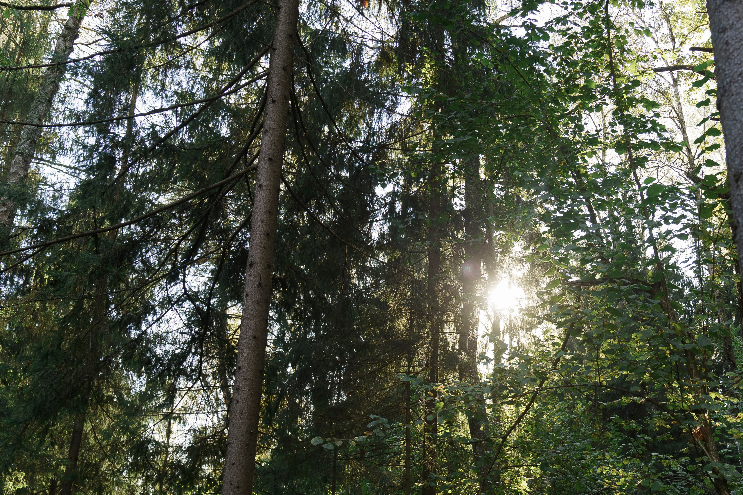 Тепло осени. Свадебный фотограф Диана Грицай