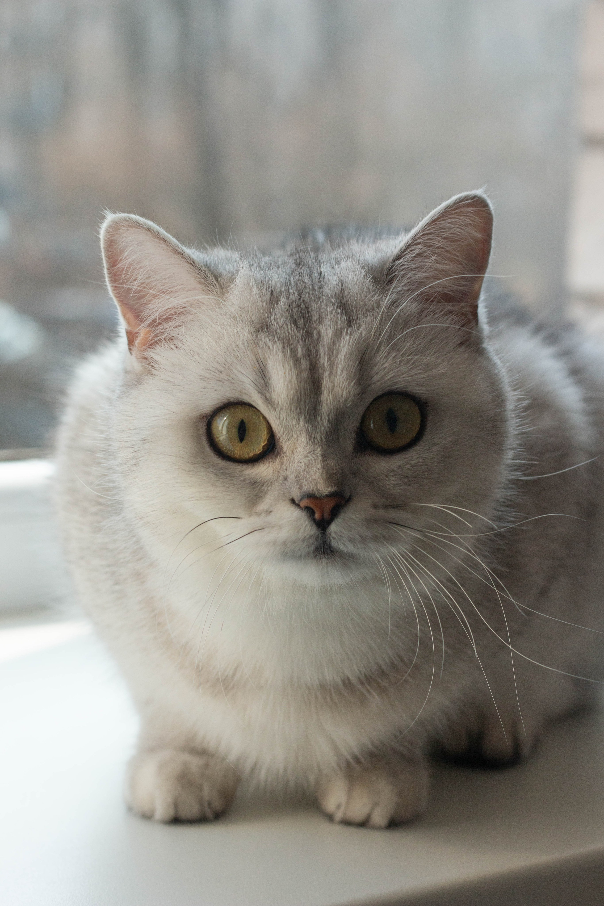 NASTYA & KITTI. Бережно сохраняю ваши чувства и истории на своих фотографиях