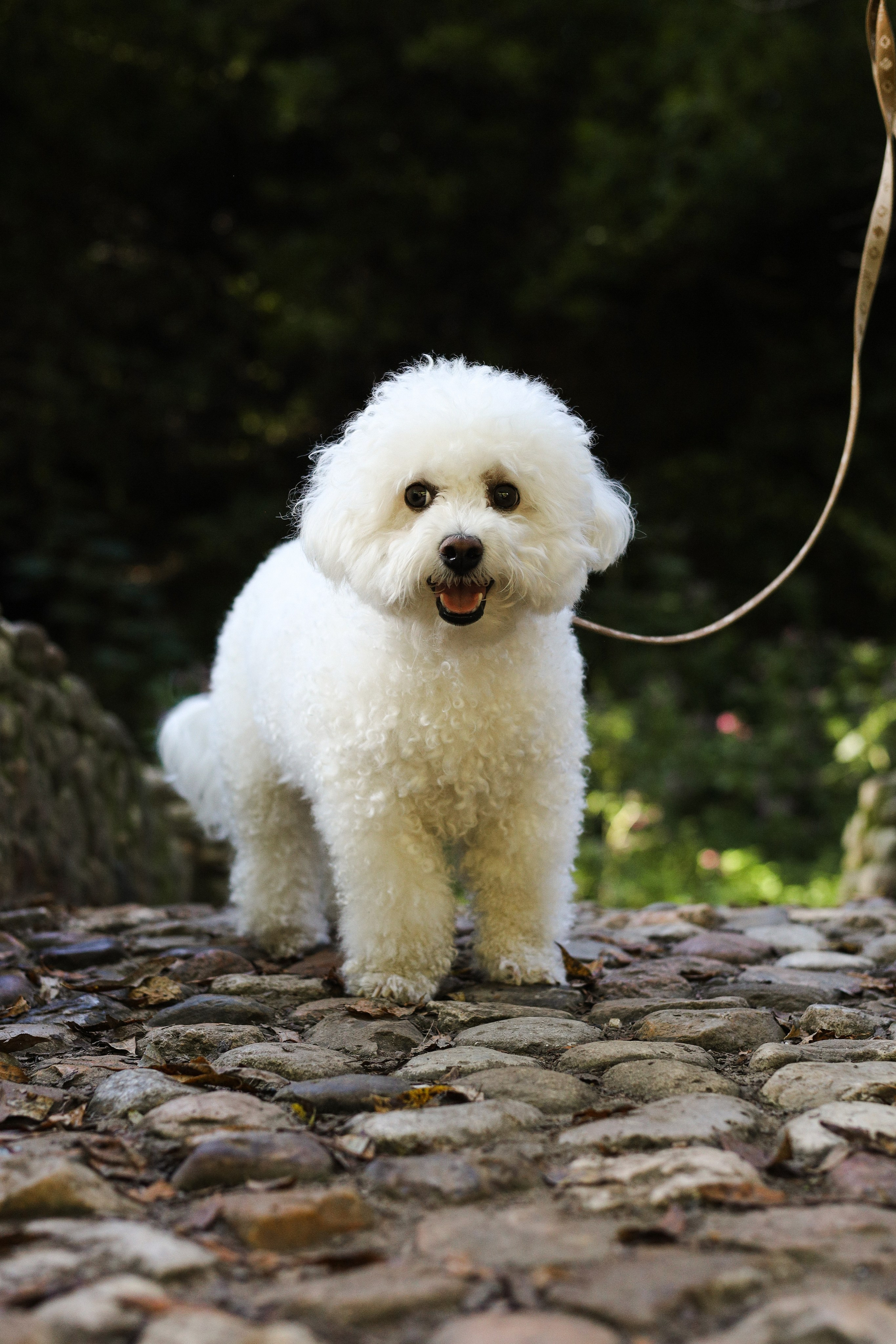 Тимоша, Катя и Вова. Фотограф-анималист Ксения Шевцова|Москва