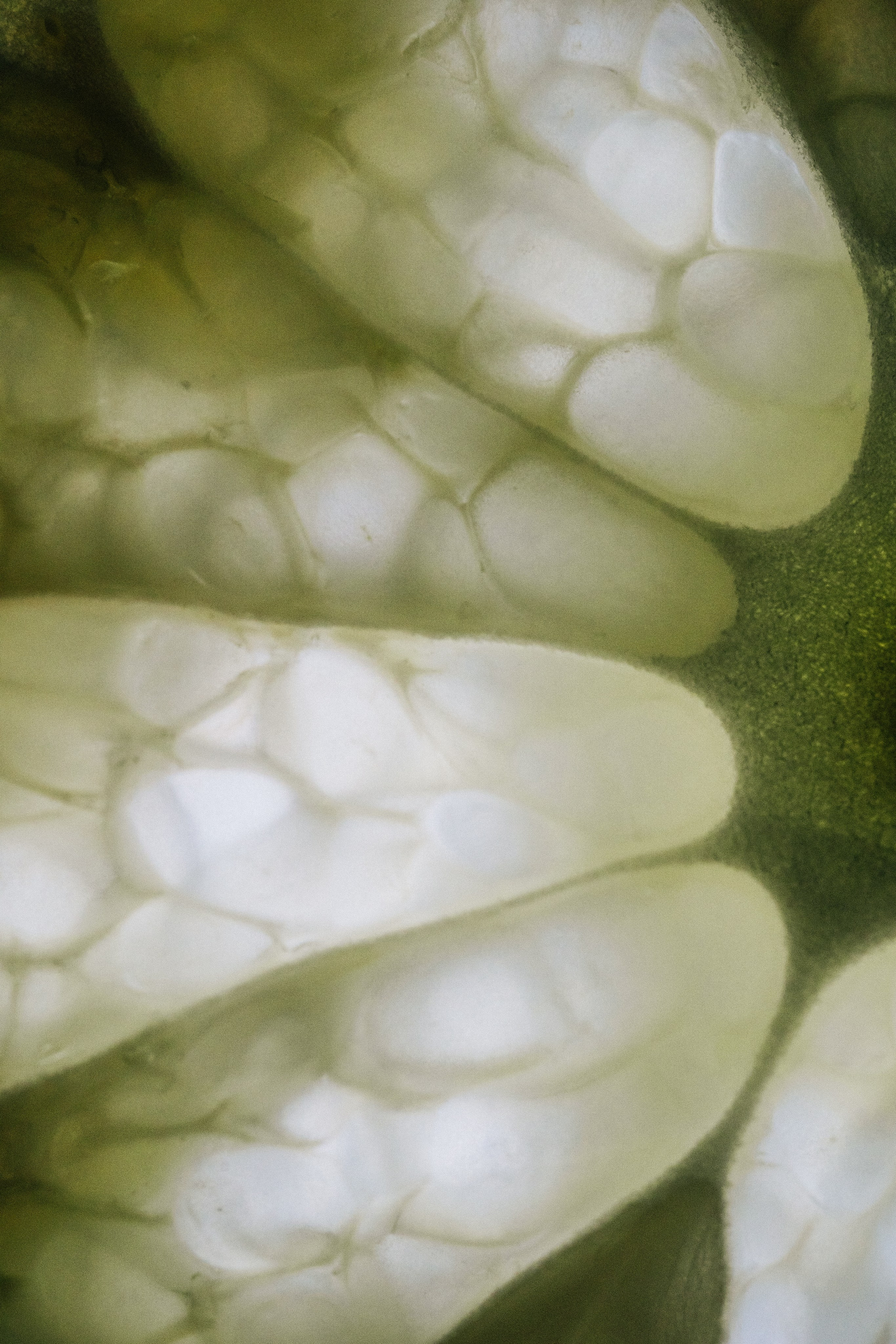 FRAGRANCE. Анна Ульянова