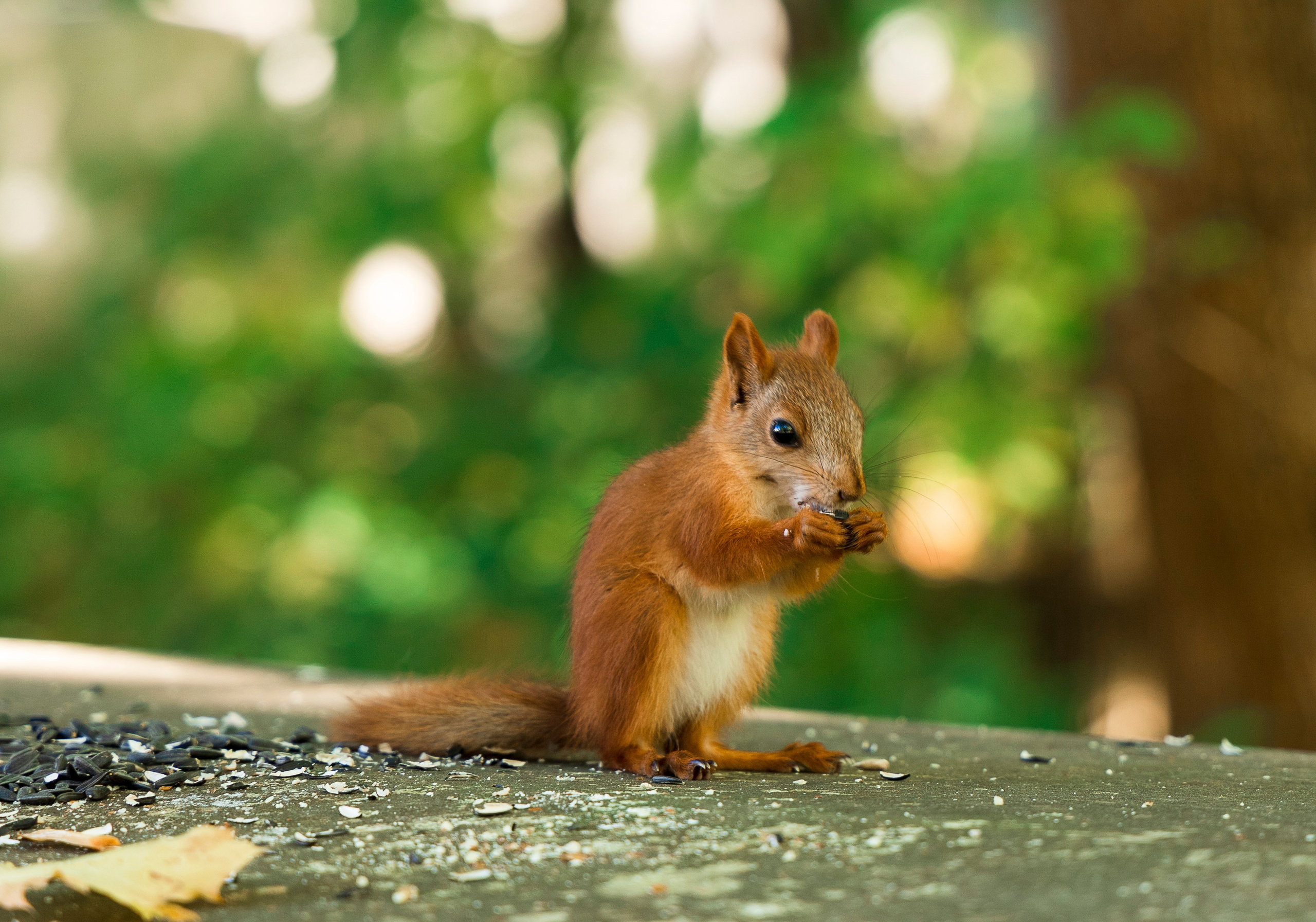 Нескучный сад