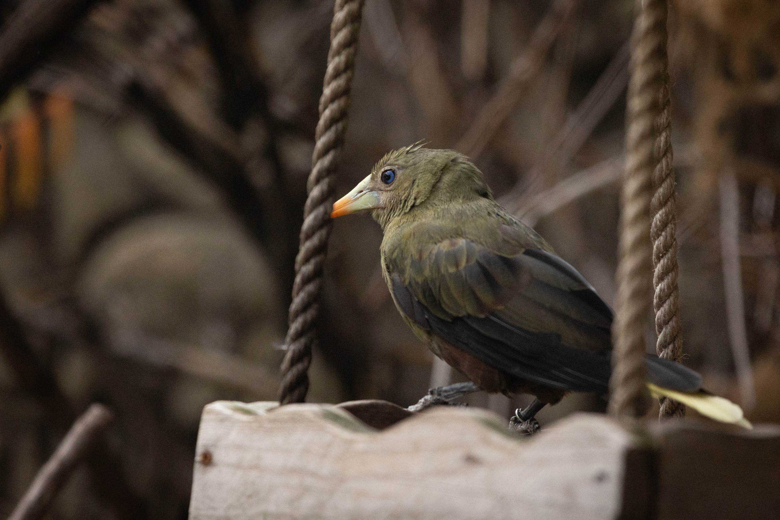 Зоопарк Малинки. Фотограф-АниМалист Анна Абрамова