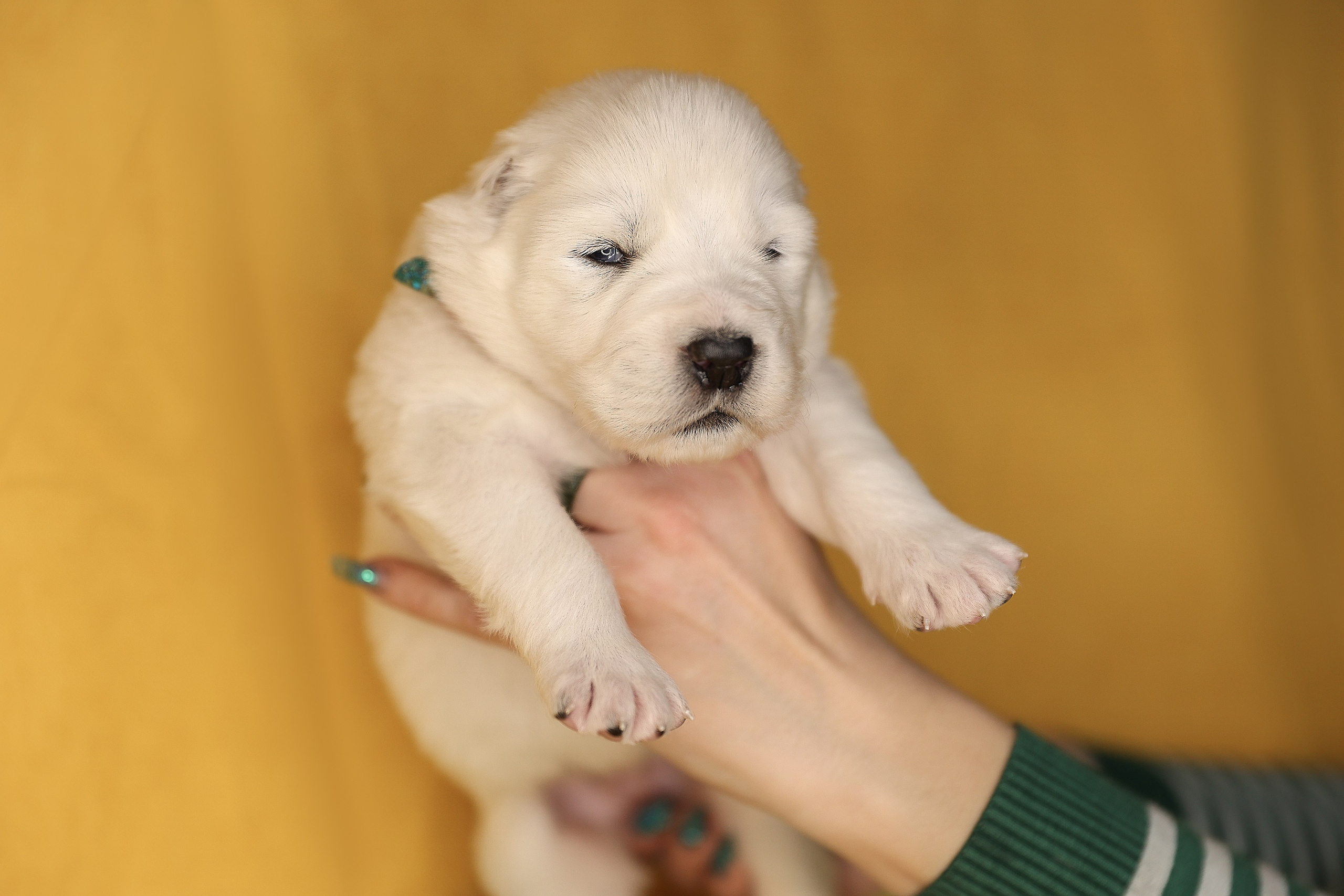 ФОТОССЕСИЯ ЩЕНКОВ. Фотограф-АниМалист Анна Абрамова