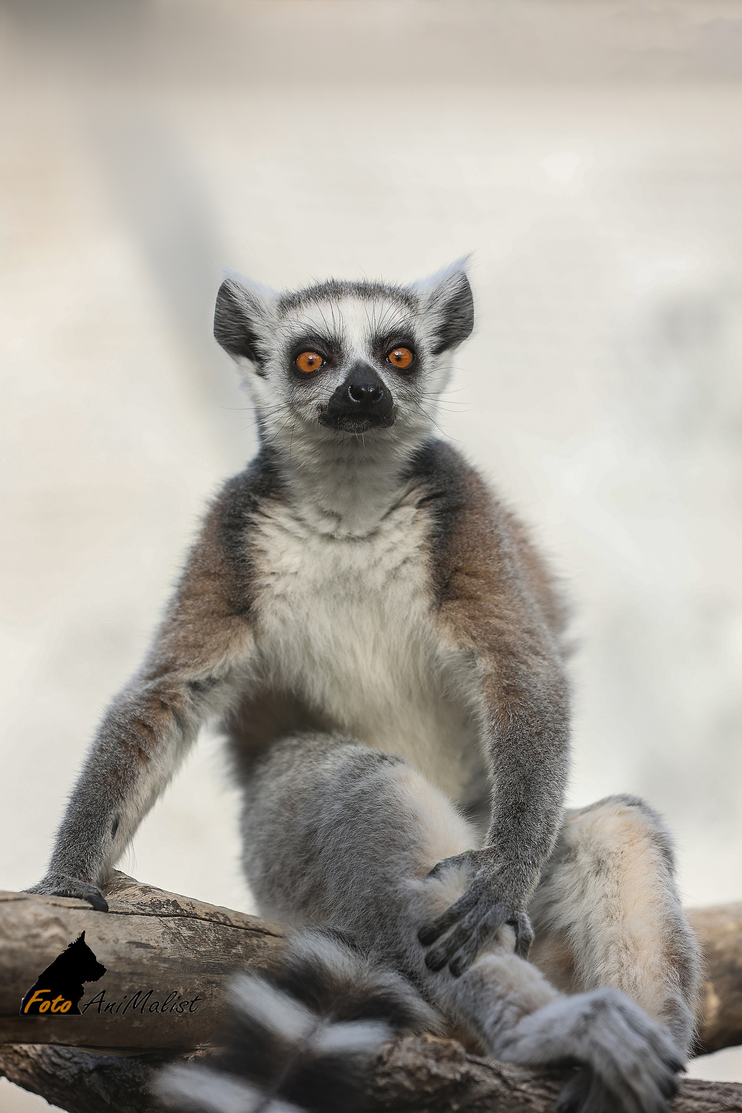 Зоопарк Малинки. Фотограф-АниМалист Анна Абрамова