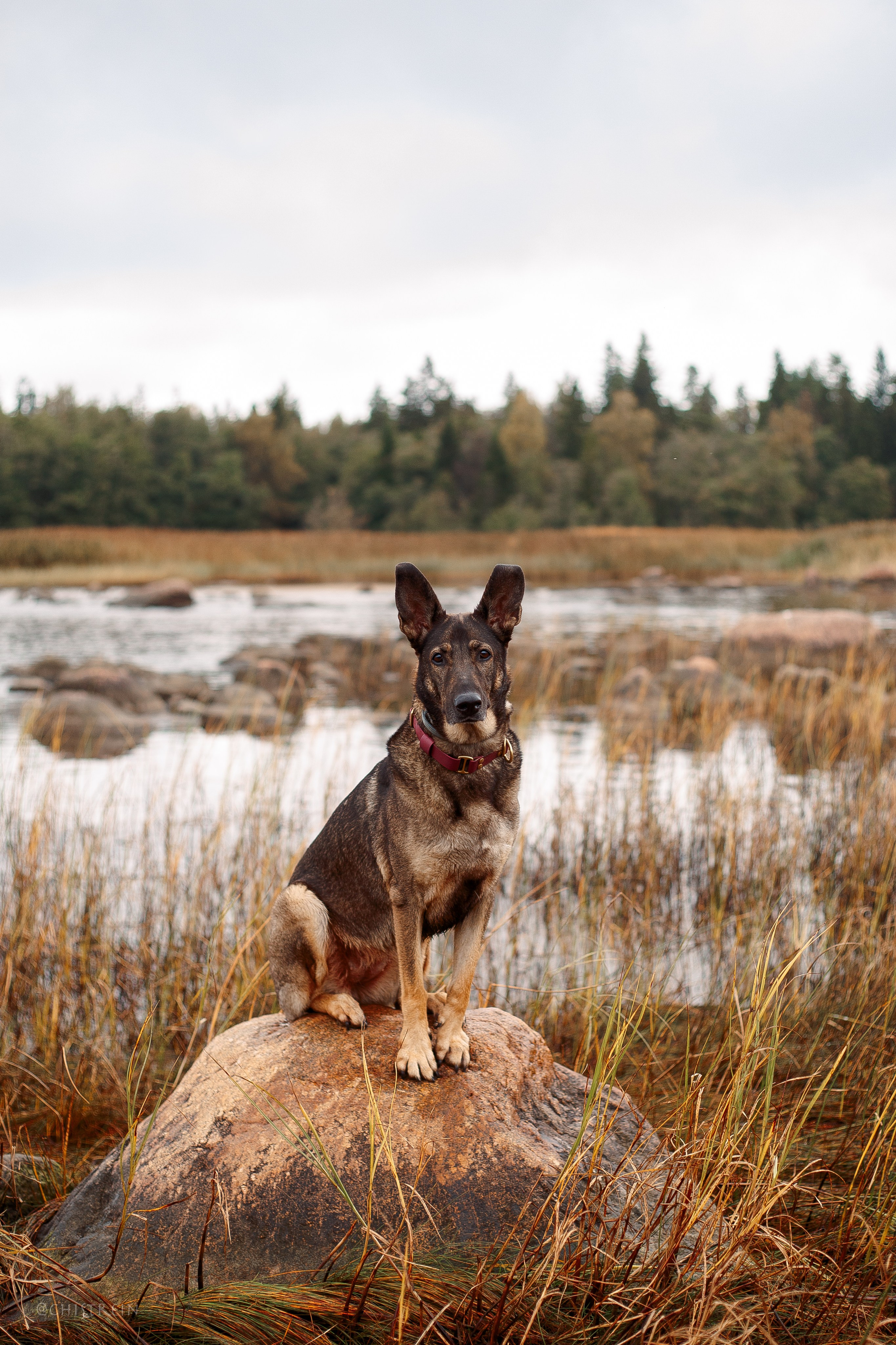 Дальний пирс. Фотограф-анималист Наталия Чистюхина в г. Сосновый Бор и ЛО