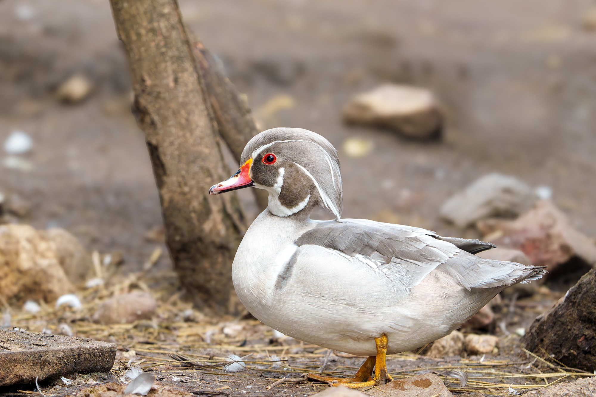 Удивительные мир птиц. Вокруг нас столько прекрасного — присмотритесь!. Ваш личный фотограф Марина Волкова