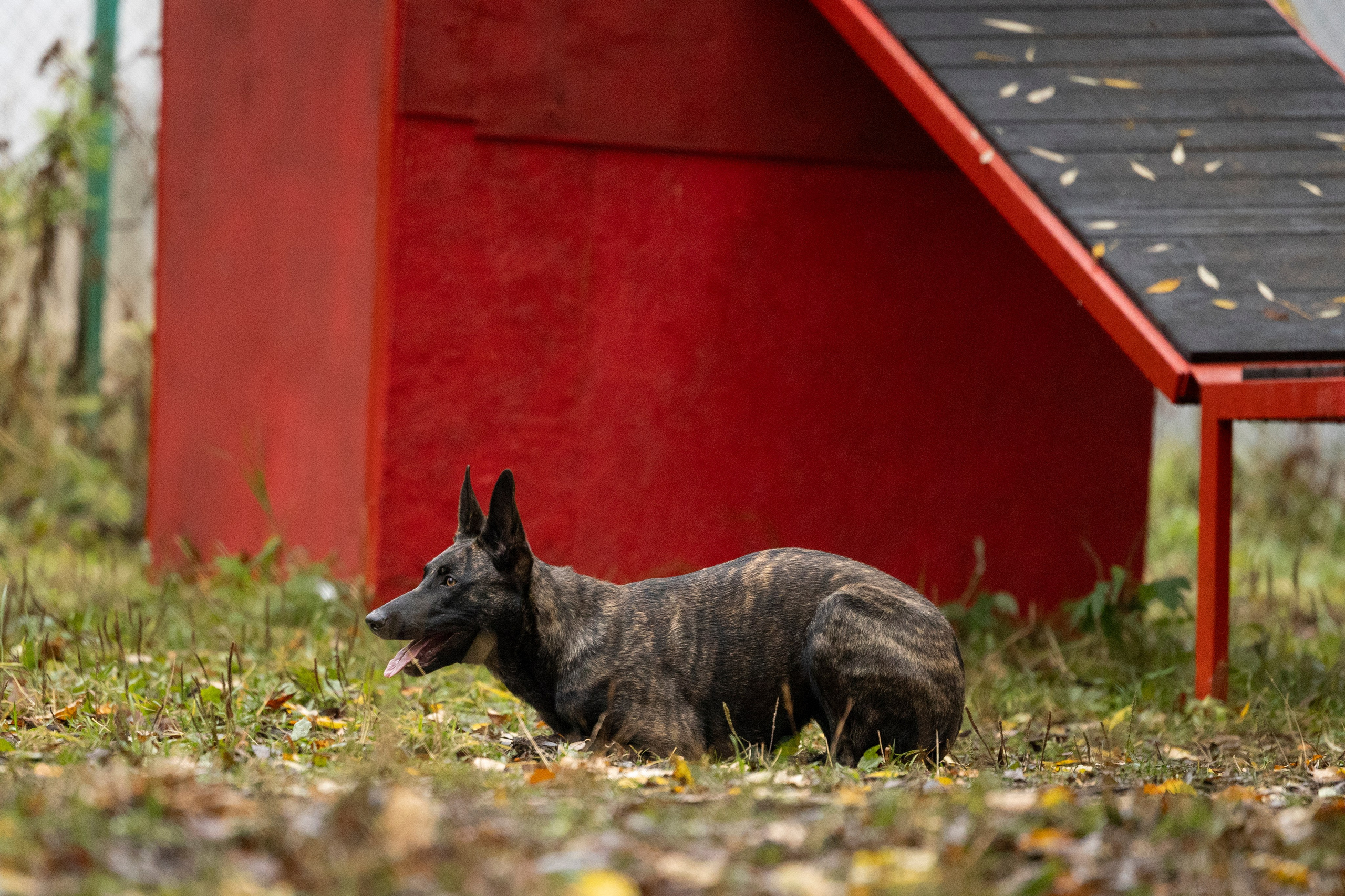 Соревнования по Мондьорингу г. Вологда. Фотограф-анималист Анна Маринич