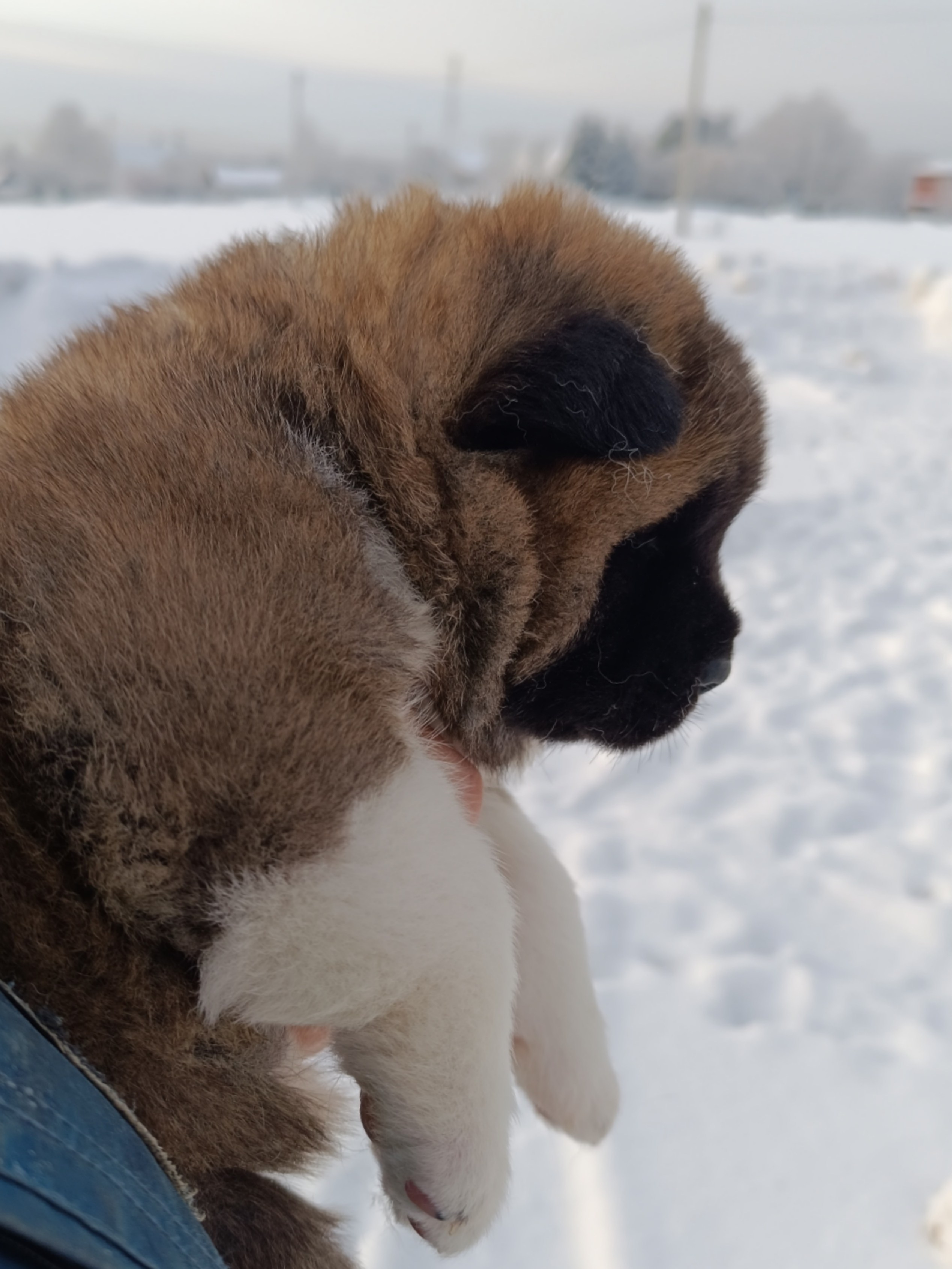 Rubylight Cirrus. Американская акита I Сиба ину I Питомник RUBYLIGHT