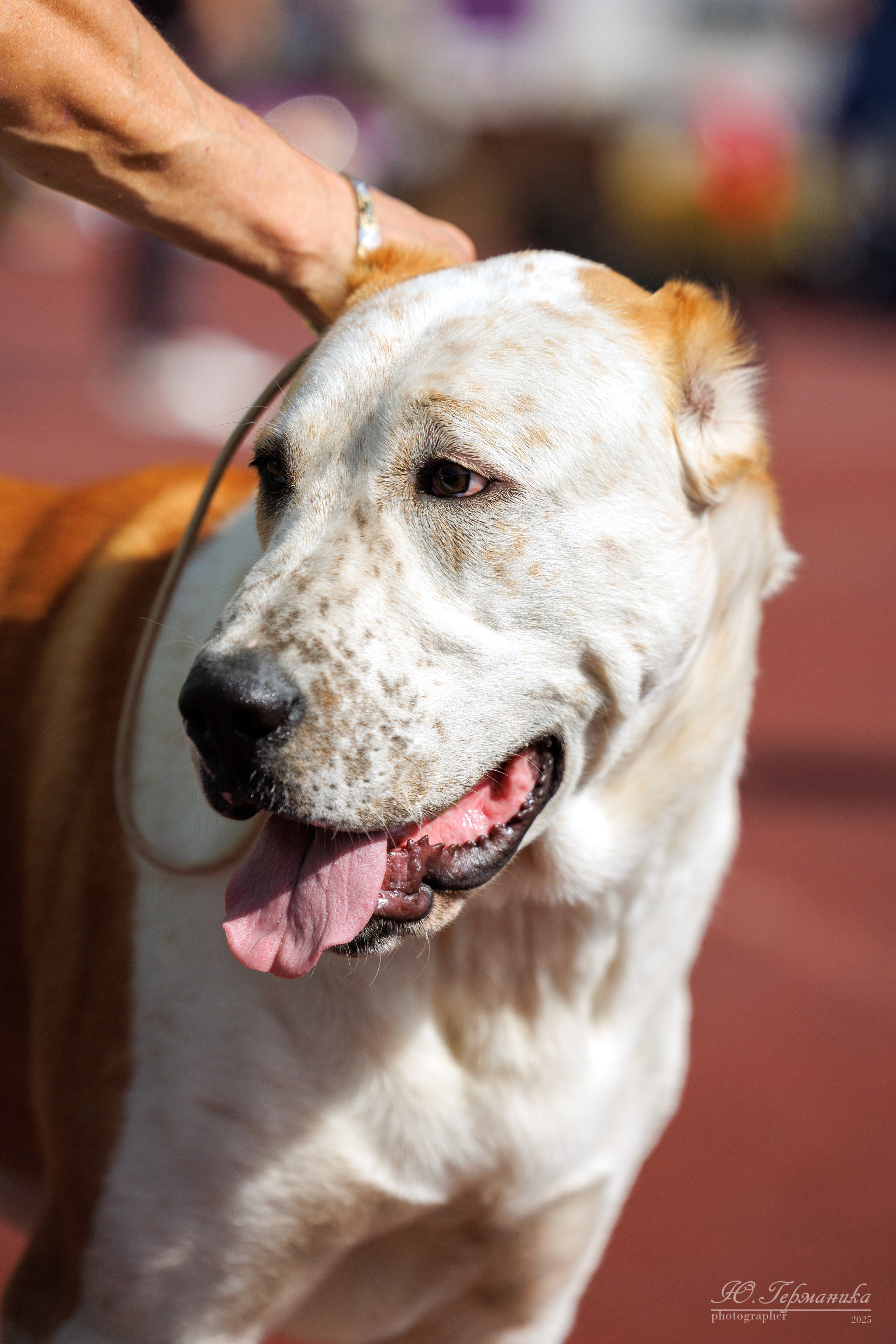 Коломна 30.08.2025. Фотограф-анималист Юлия Германика