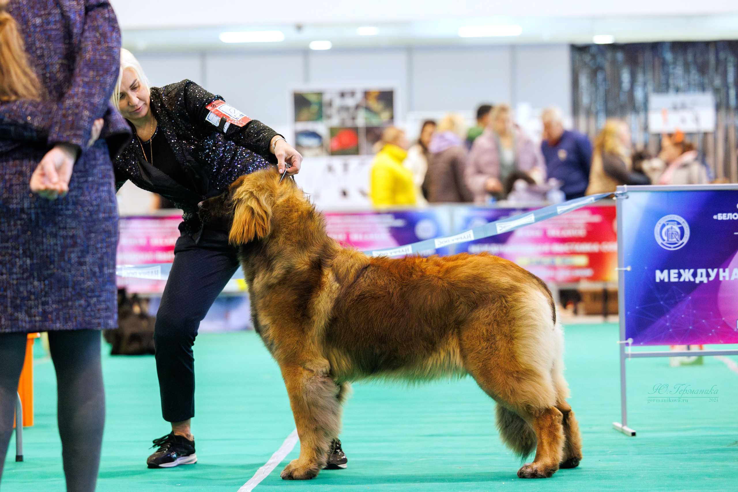 Минск 23.11.2024. Фотограф-анималист Юлия Германика
