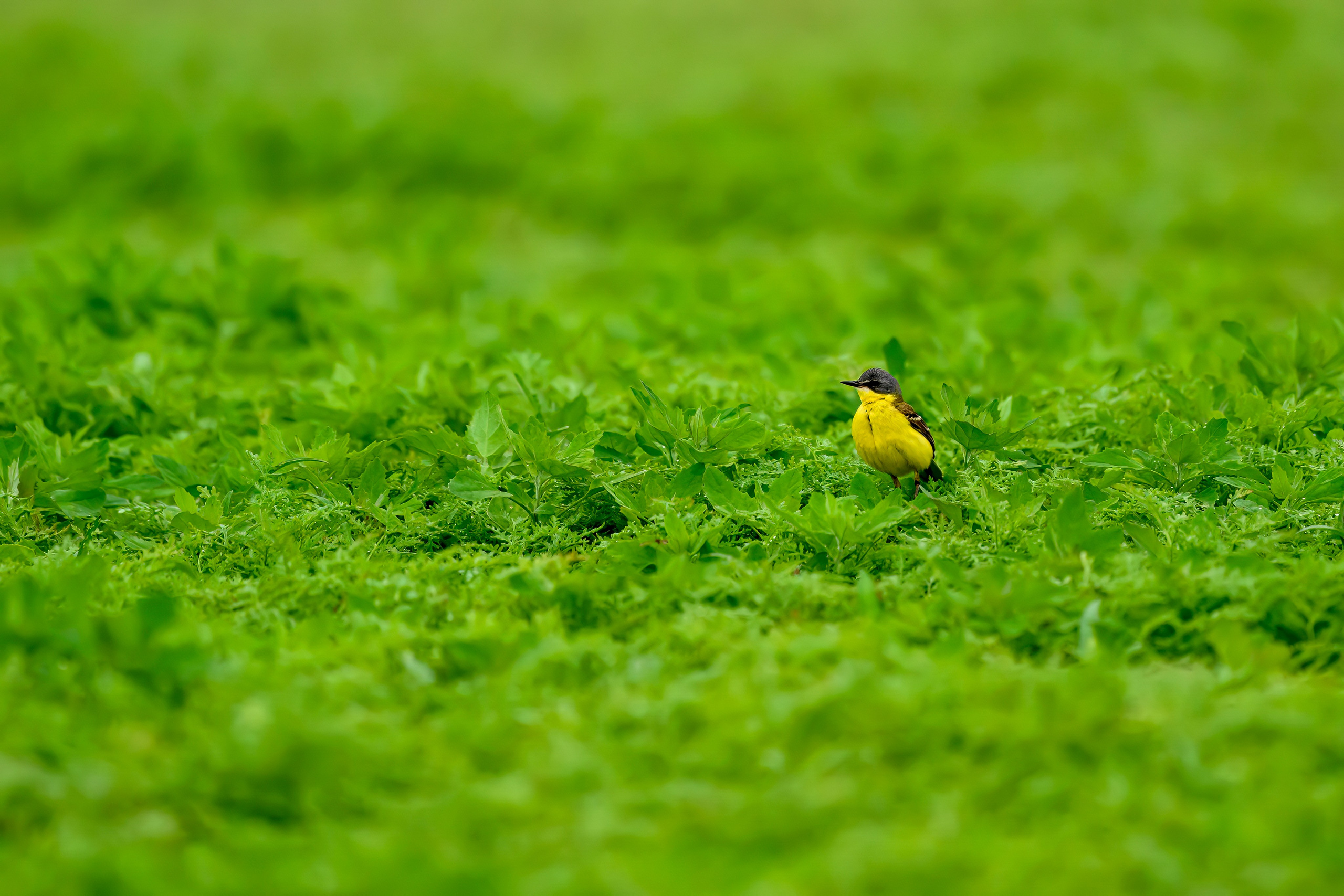 Веретенник. Фотограф Сергей Пупонин