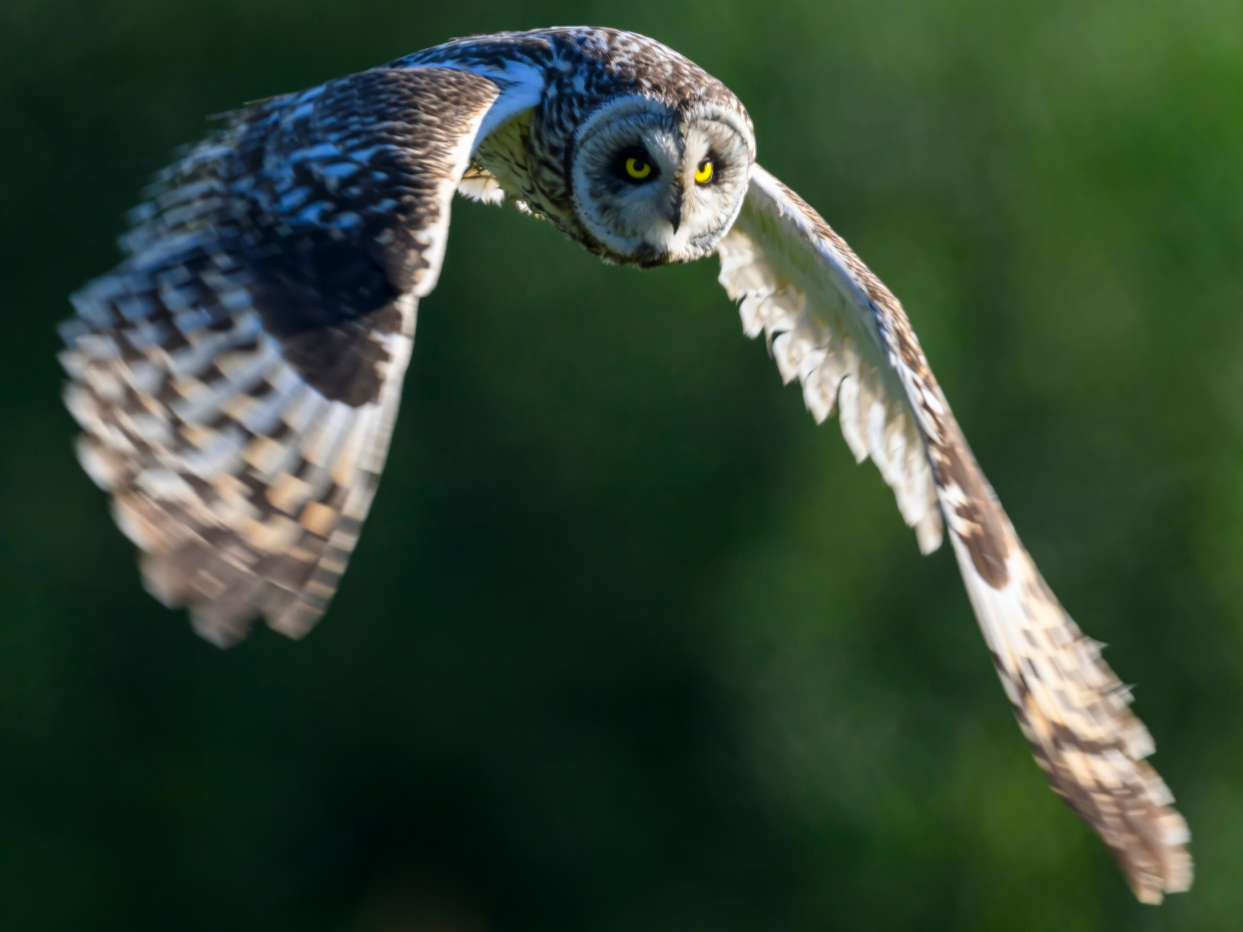 Short eared owl. Wildlife photography by Sergey Puponin